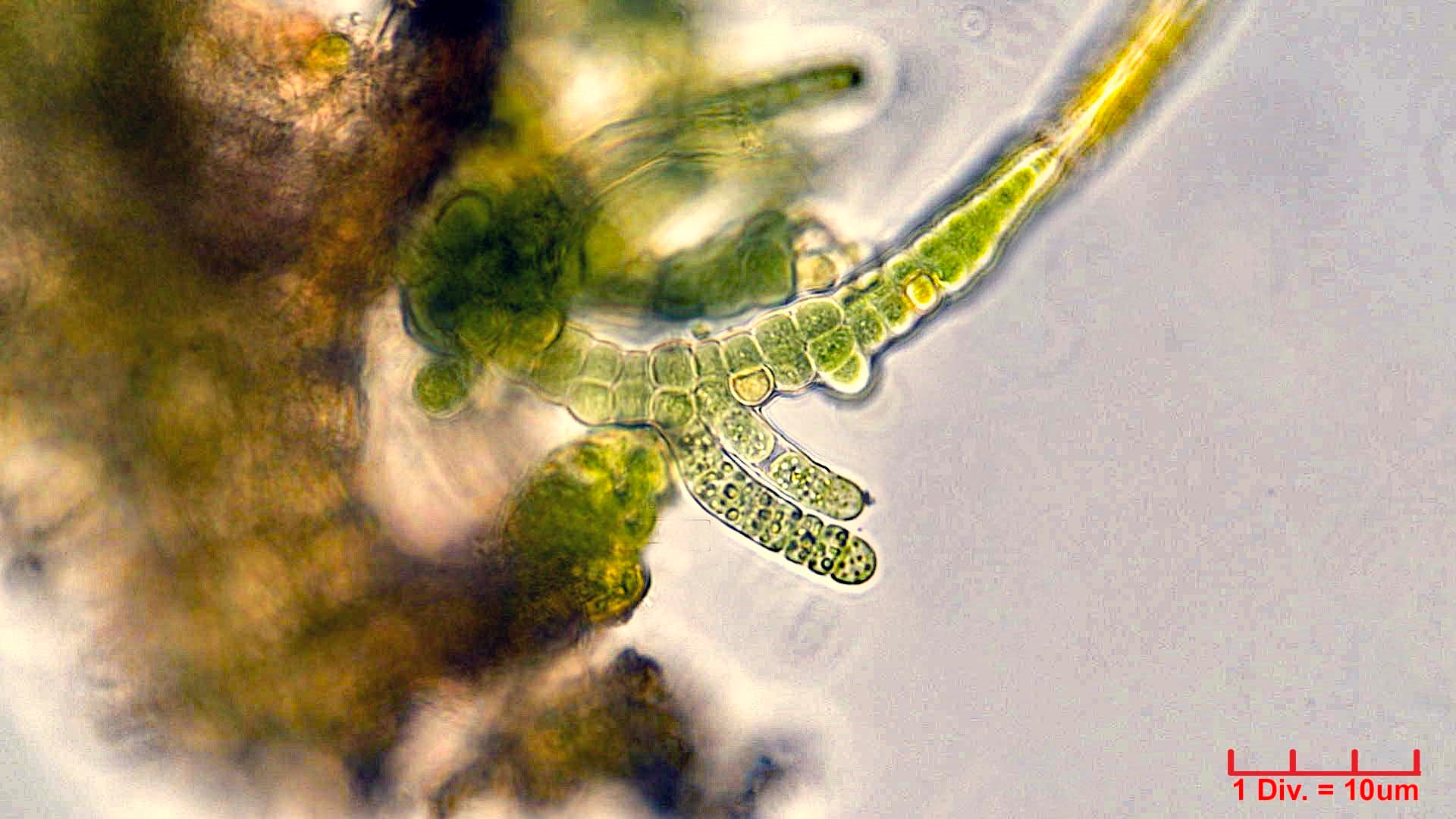 ./Cyanobacteria/Nostocales/Hapalosiphonaceae/Fischerella/muscicola/fischerella-muscicola-512.jpg