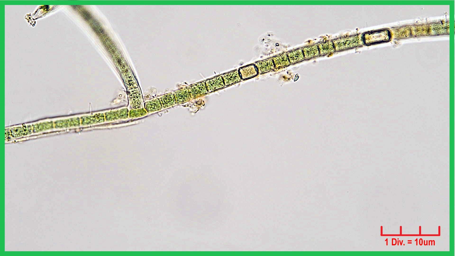 Cyanobacteria/Nostocales/Hapalosiphonaceae/Hapalosiphon/hibernicus/hapalosiphon-hibernicus-505.jpg