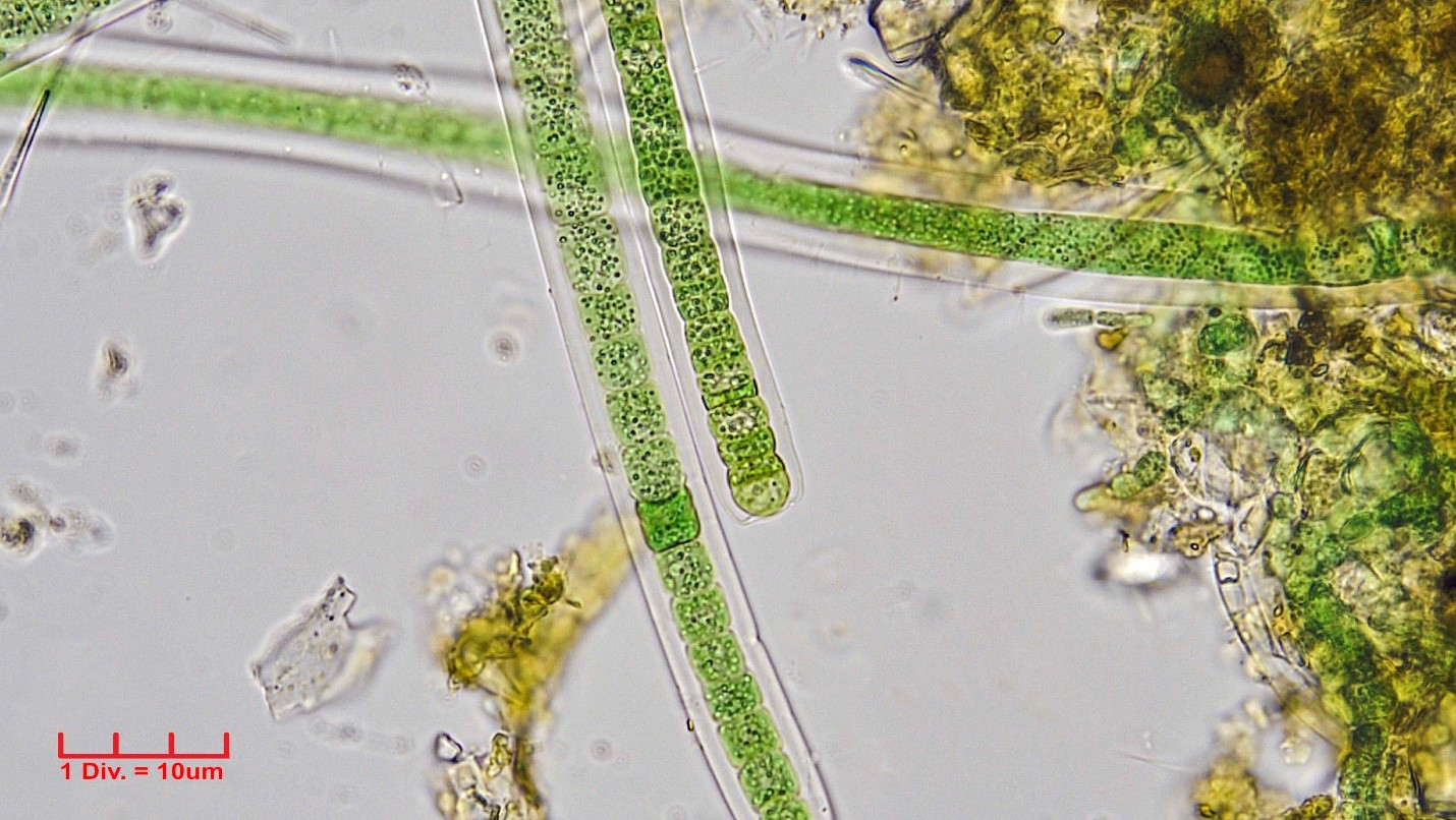 ./Cyanobacteria/Nostocales/Scytonemataceae/Scytonema/coactile/scytonema-coactile-345.jpg