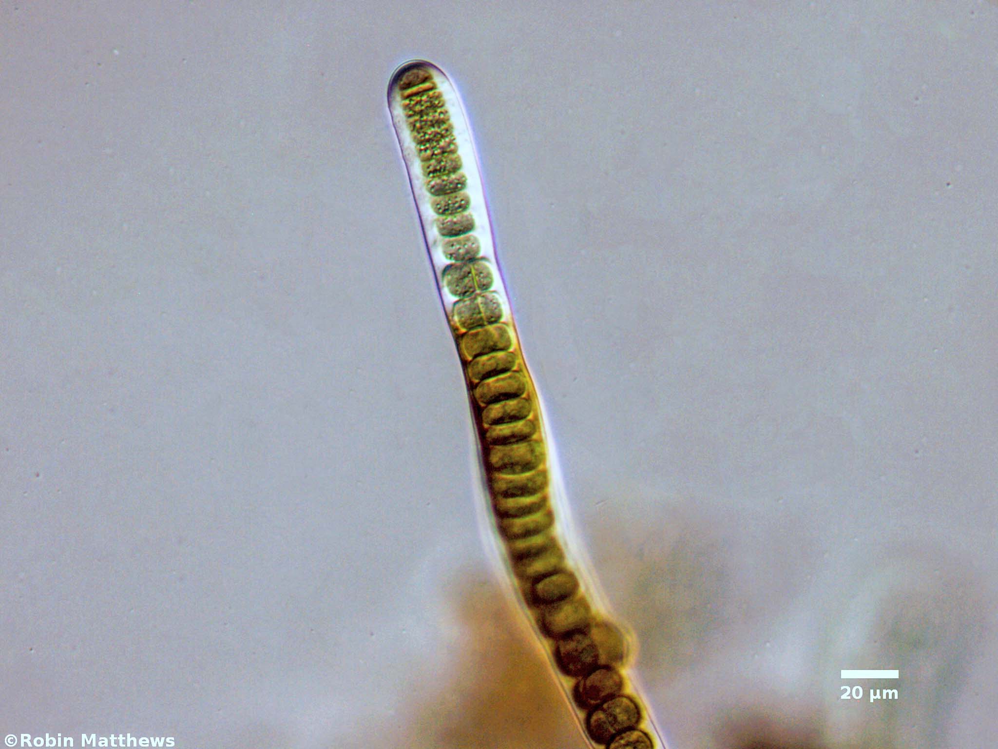 ./Cyanobacteria/Nostocales/Stigonemataceae/Stigonema/ocellatum/stigonema-ocellatum-530.jpg