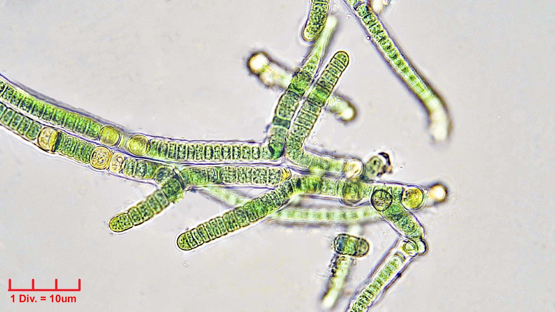 ./Cyanobacteria/Nostocales/Tolypothrichaceae/Rexia/erecta/rexia-erecta-337.jpg