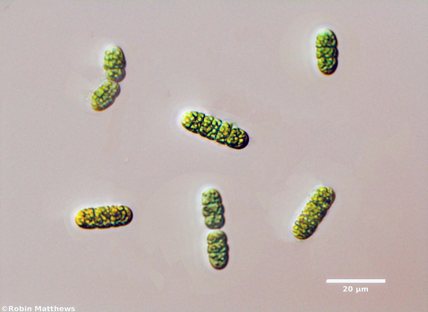 ././Cyanobacteria/Oscillatoriales/Borziaceae/Borzia/triocularis/borzia-triocularis-238.png