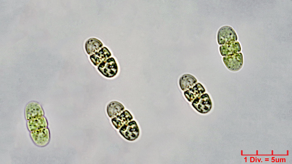 ././Cyanobacteria/Oscillatoriales/Borziaceae/Borzia/triocularis/borzia-triocularis-240.png