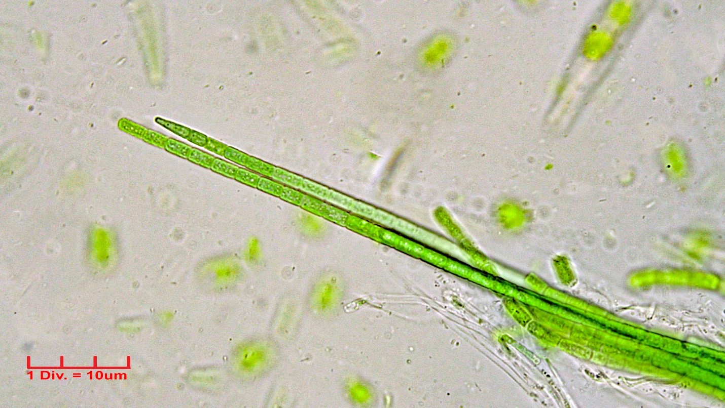 Cyanobacteria/Oscillatoriales/Coleofasciculaceae/Coleofasciculus/chthonoplastes/coleofasciculus-chthonoplastes-290.jpg