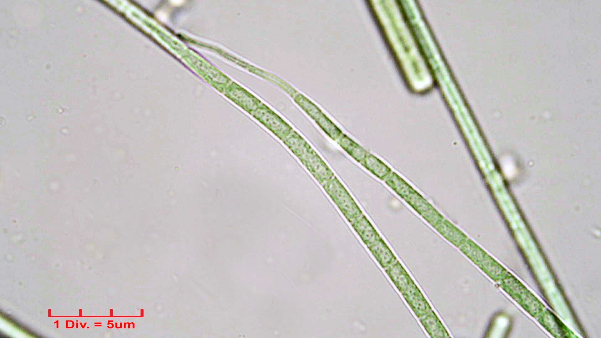./Cyanobacteria/Oscillatoriales/Coleofasciculaceae/Geitlerinema/splendidum/geitlerinema-splendidum-293.jpg