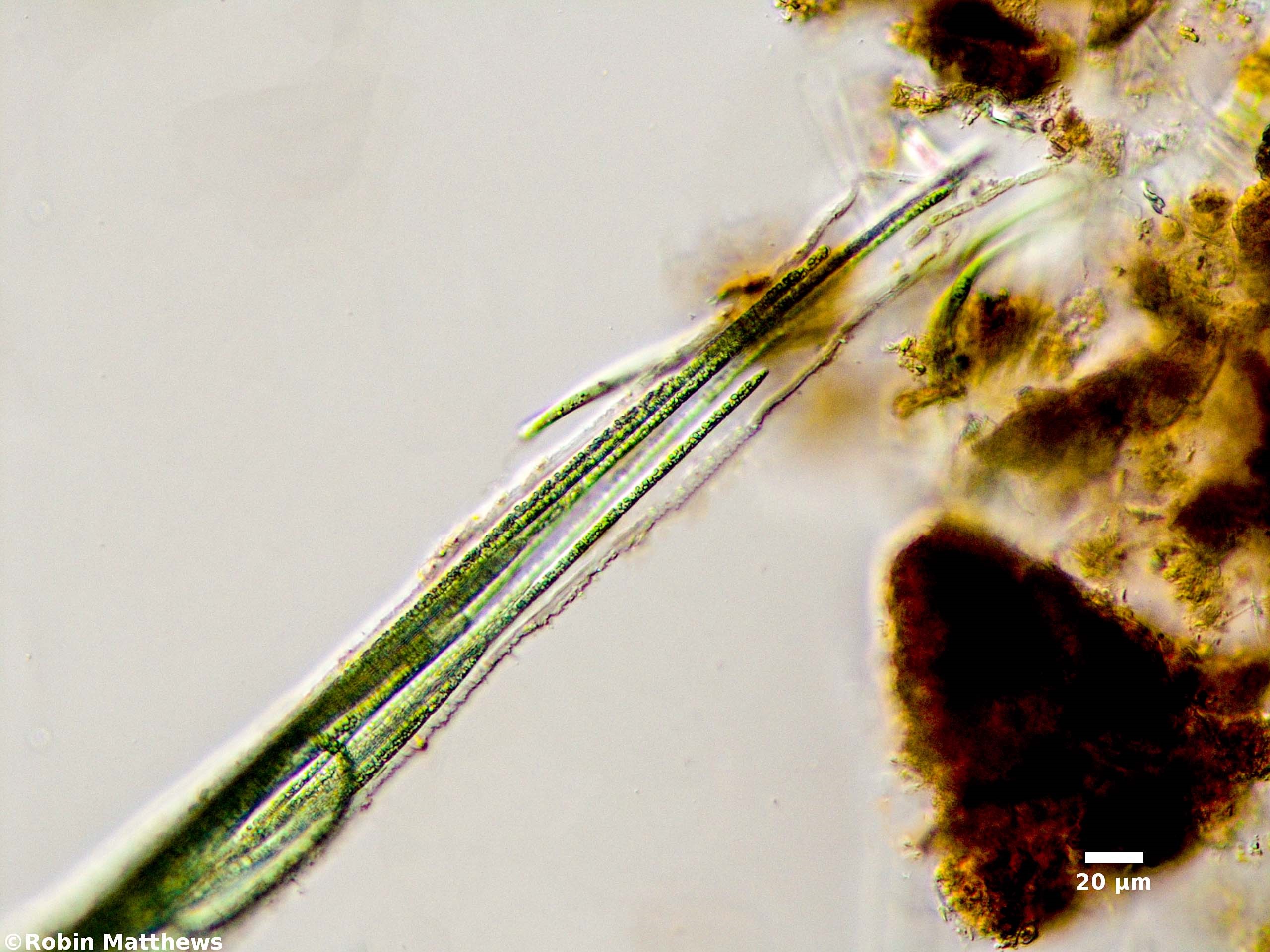 ././Cyanobacteria/Oscillatoriales/Microcoleaceae/Microcoleus/lacustris/microcoleus-lacustris-264.jpg