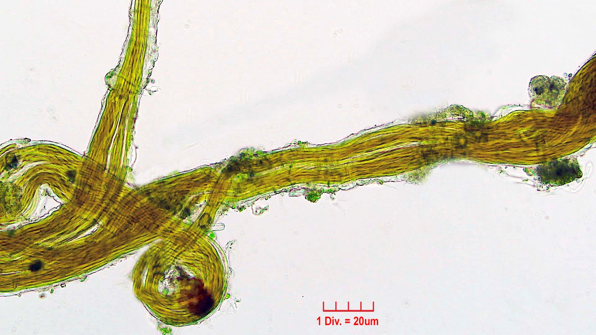 ././Cyanobacteria/Oscillatoriales/Microcoleaceae/Microcoleus/vaginatus/microcoleus-vaginatus-271.jpg