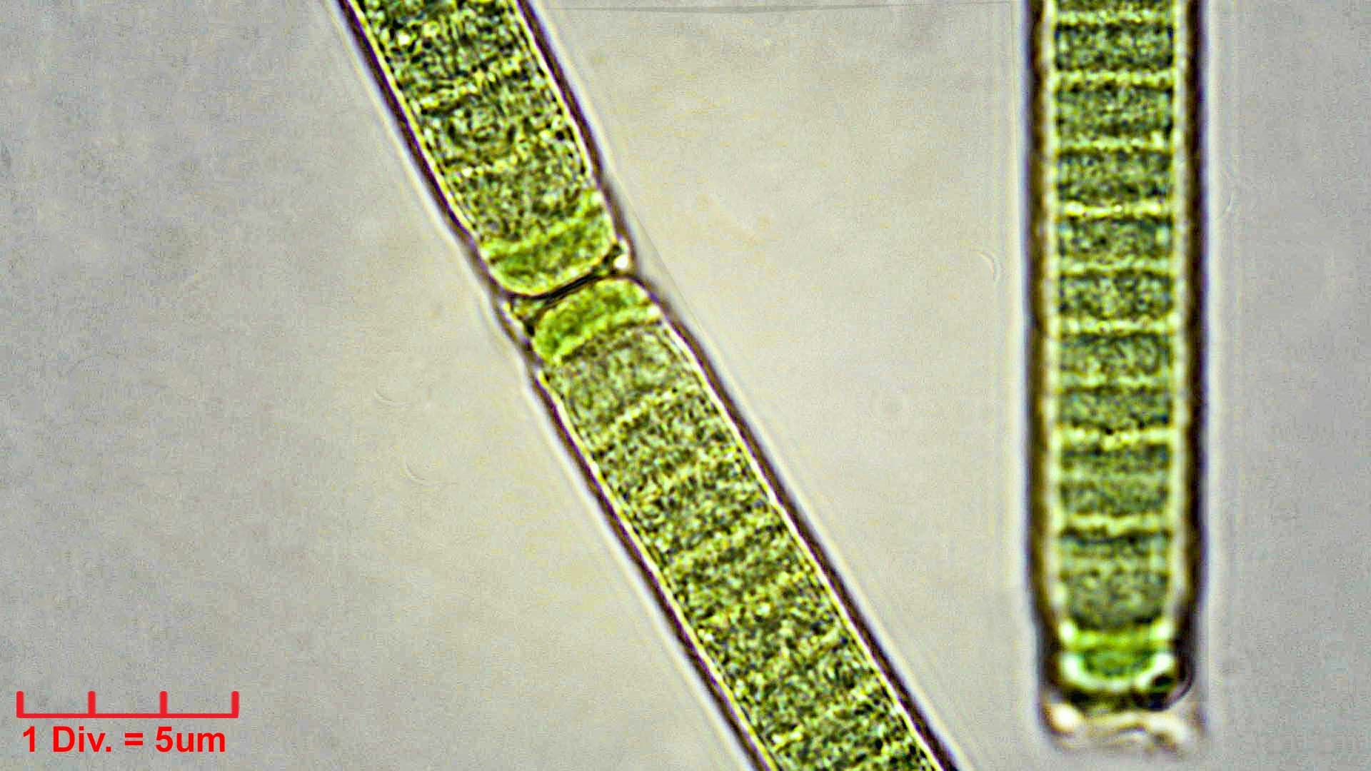 ./Cyanobacteria/Oscillatoriales/Oscillatoriaceae/Phormidium/irriguum/phormidium-irriguum-230.jpg
