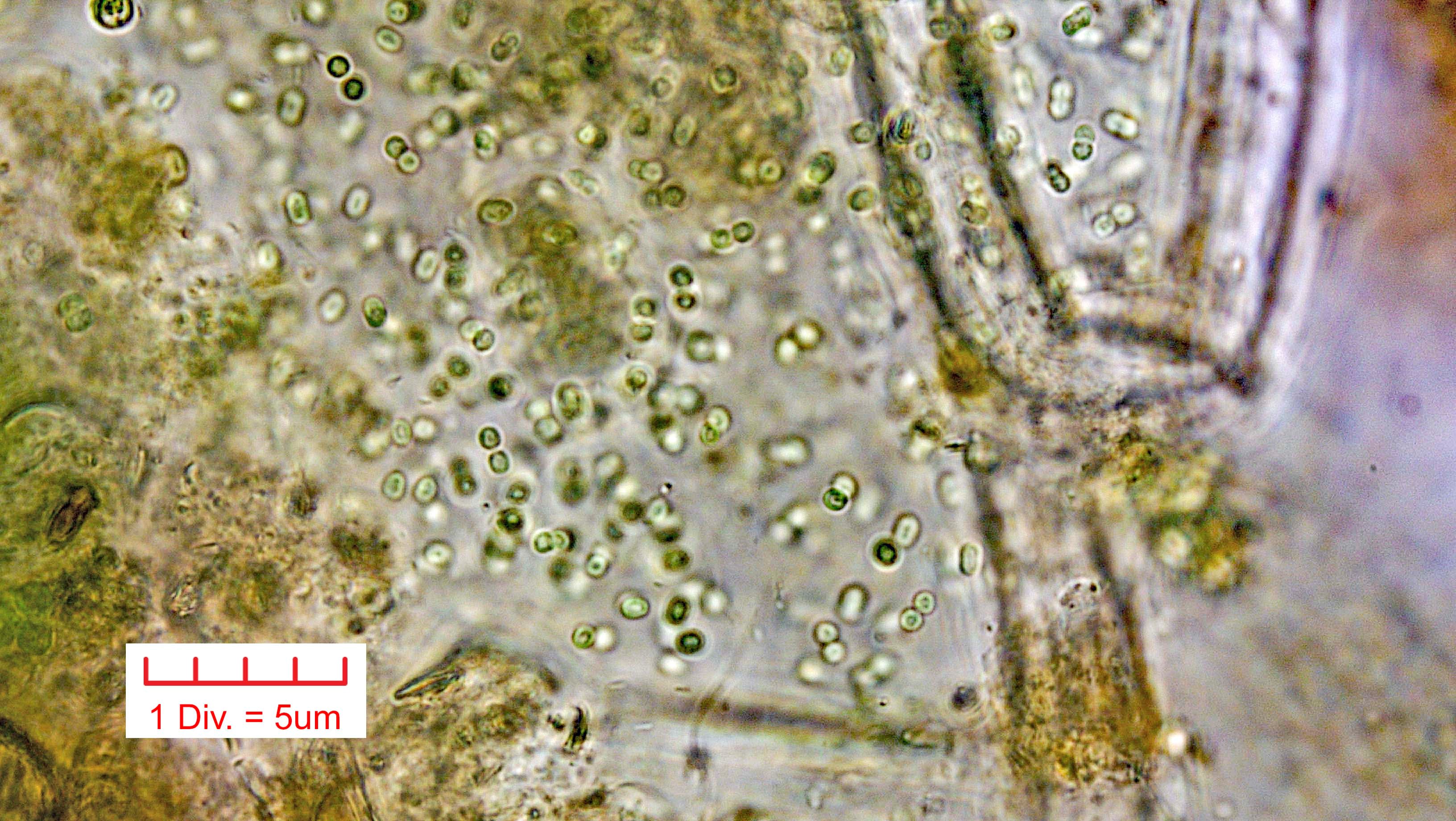 Cyanobacteria/Chroococcales/Aphanothecaceae/Aphanothece/nidulans/aphanothece-nidulans-6.jpg