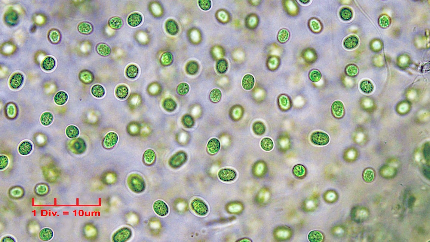 ./Cyanobacteria/Chroococcales/Aphanothecaceae/Aphanothece/stagnina/aphanothece-stagnina-2.jpg