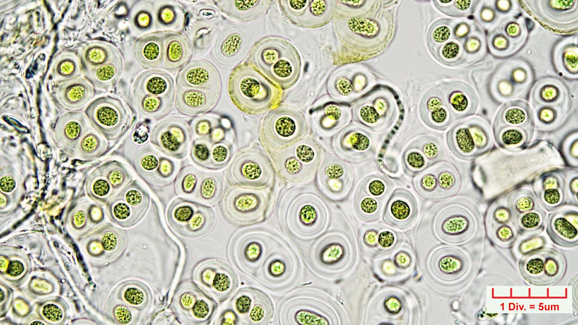 Cyanobacteria/Chroococcales/Aphanothecaceae/Gloeothece/rupestris/gloeothece-rupestris-15.jpg