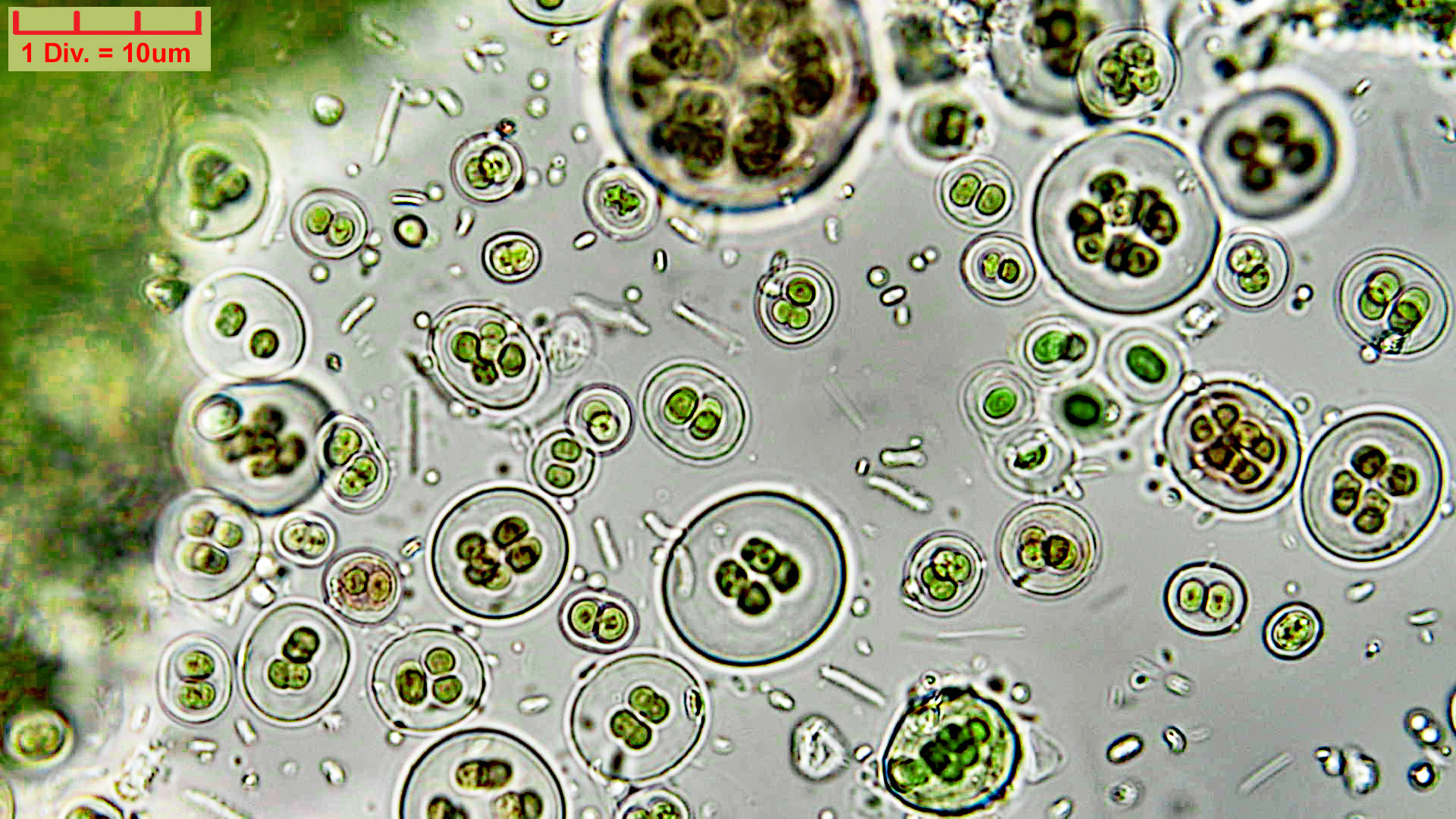 ./././Cyanobacteria/Chroococcales/Chroococcaceae/Gloeocapsa/atrata/gloeocapsa-atrata-31.jpg