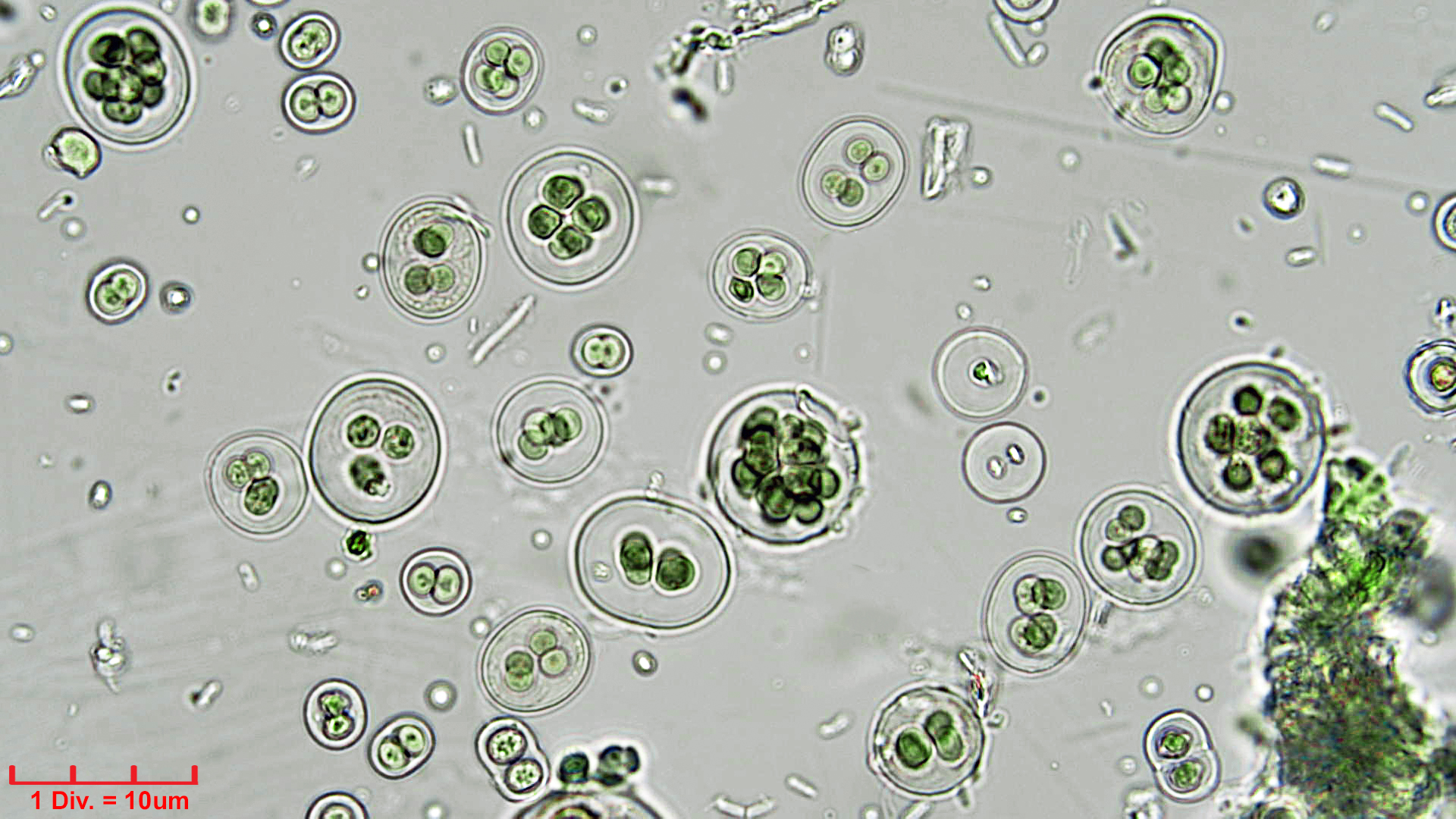 Cyanobacteria/Chroococcales/Chroococcaceae/Gloeocapsa/atrata/gloeocapsa-atrata-32.jpg