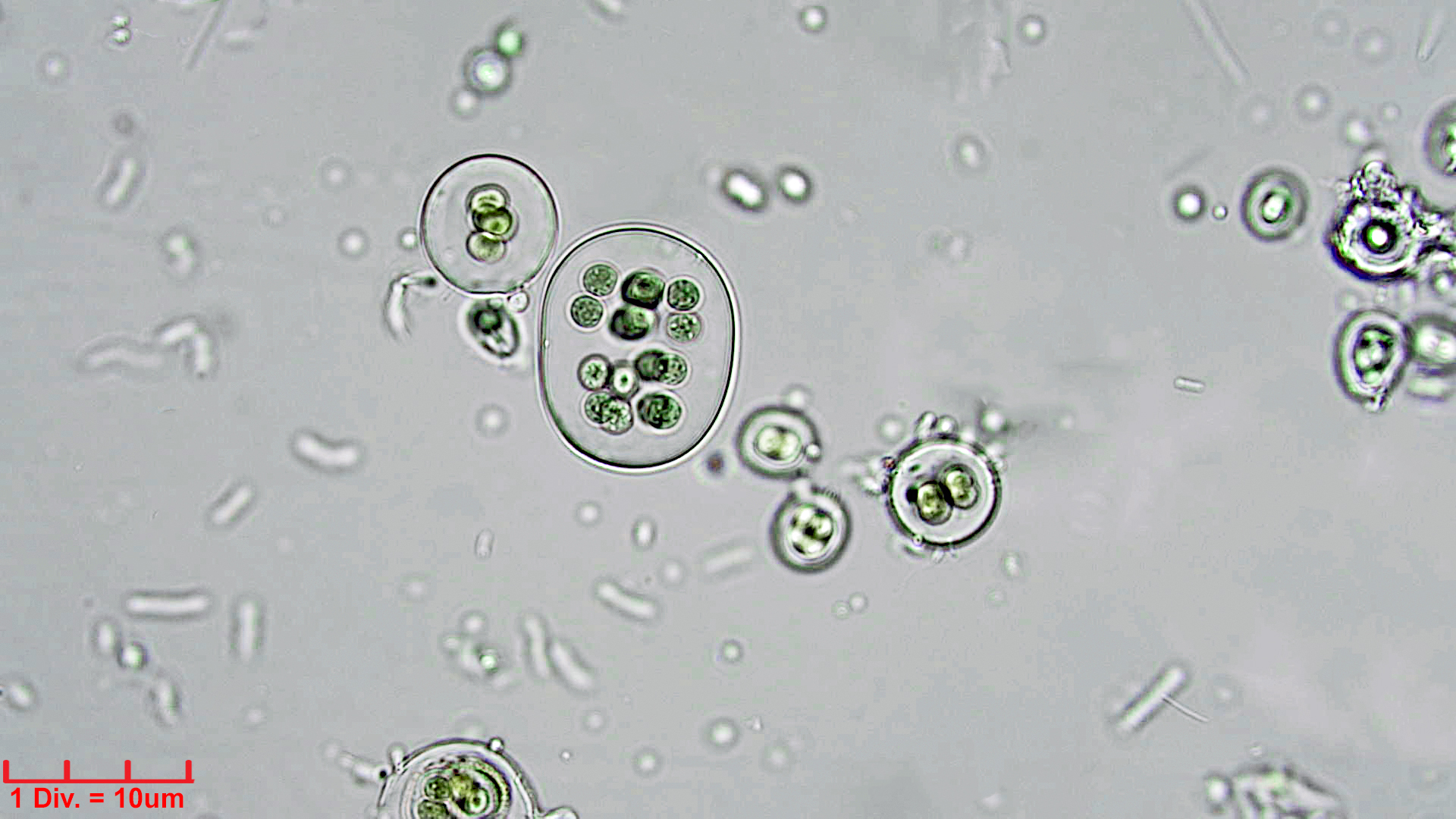 ././././Cyanobacteria/Chroococcales/Chroococcaceae/Gloeocapsa/atrata/gloeocapsa-atrata-33.jpg