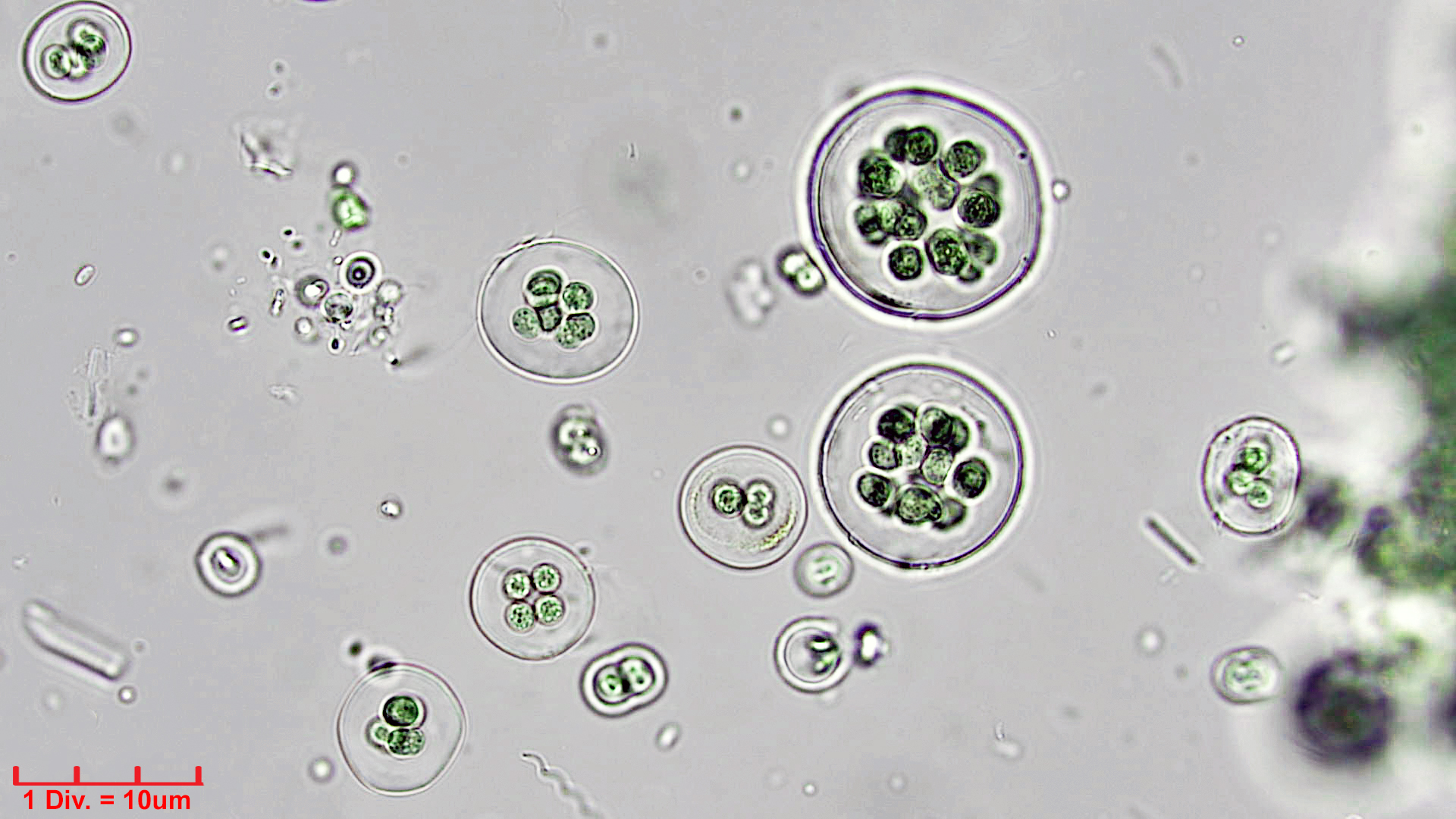 ./Cyanobacteria/Chroococcales/Chroococcaceae/Gloeocapsa/atrata/gloeocapsa-atrata-34.jpg