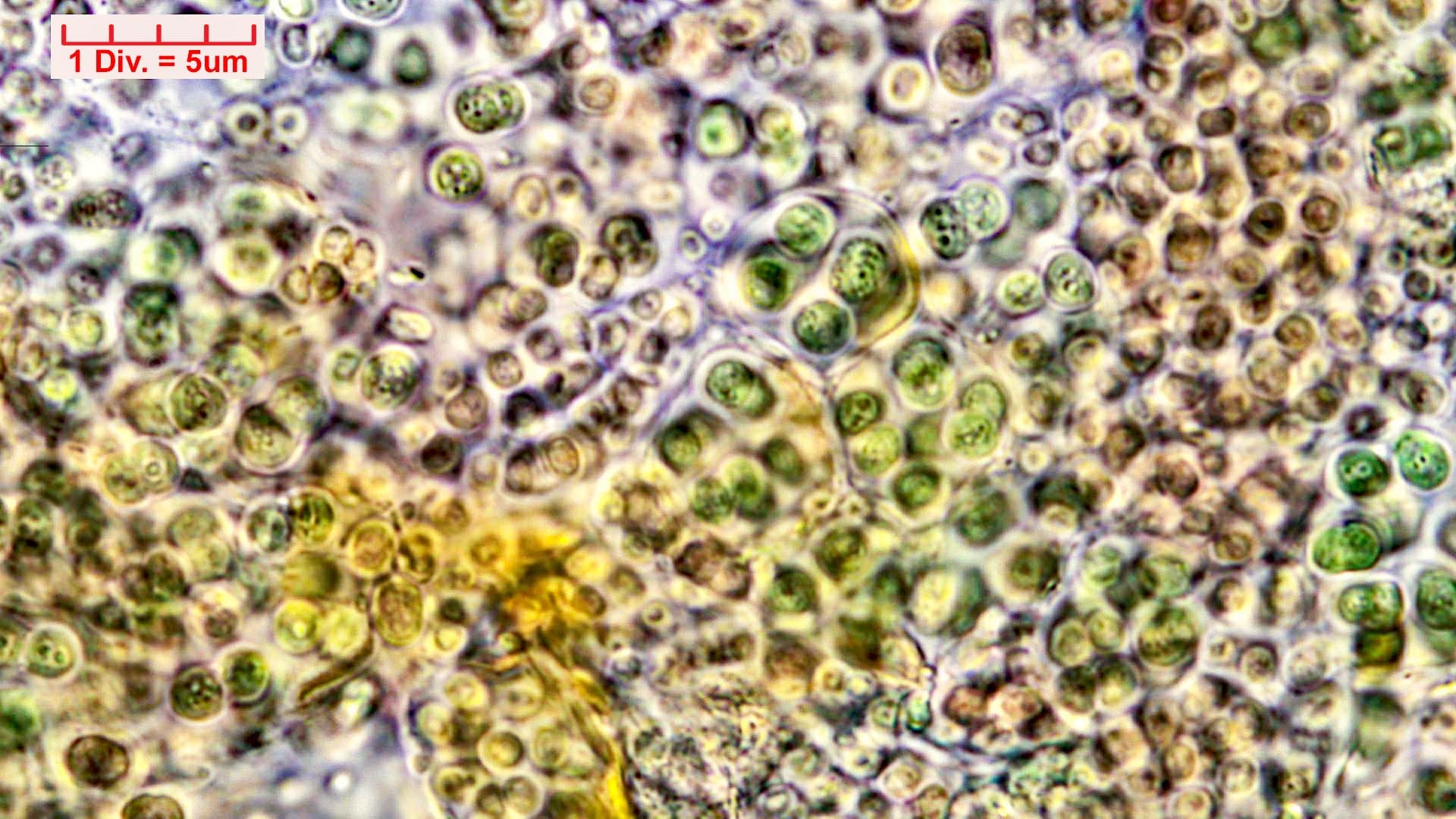 ././Cyanobacteria/Chroococcales/Chroococcaceae/Gloeocapsa/kuetzingiana/gloeocapsa-kuetzingiana-42.jpg