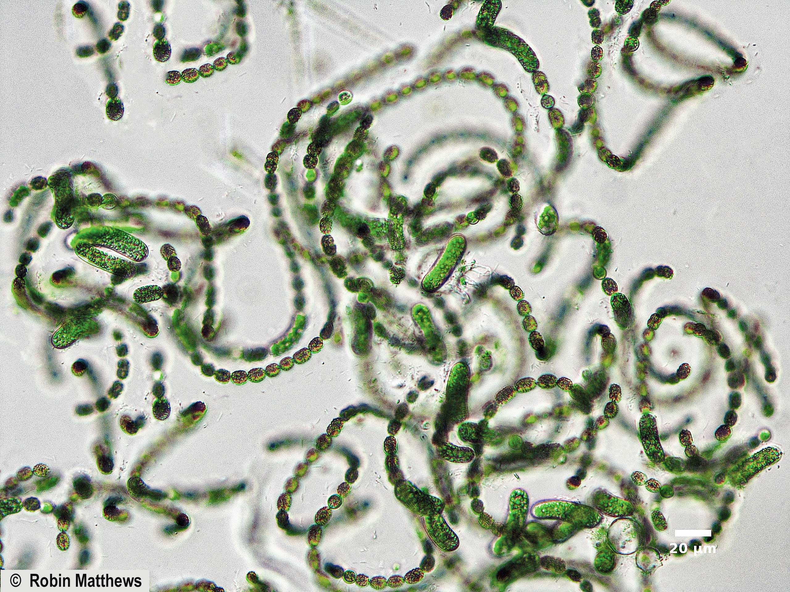 Cyanobacteria/Nostocales/Aphanizomenonaceae/Dolichospermum/ellipsoides/dolichospermum-563.jpg