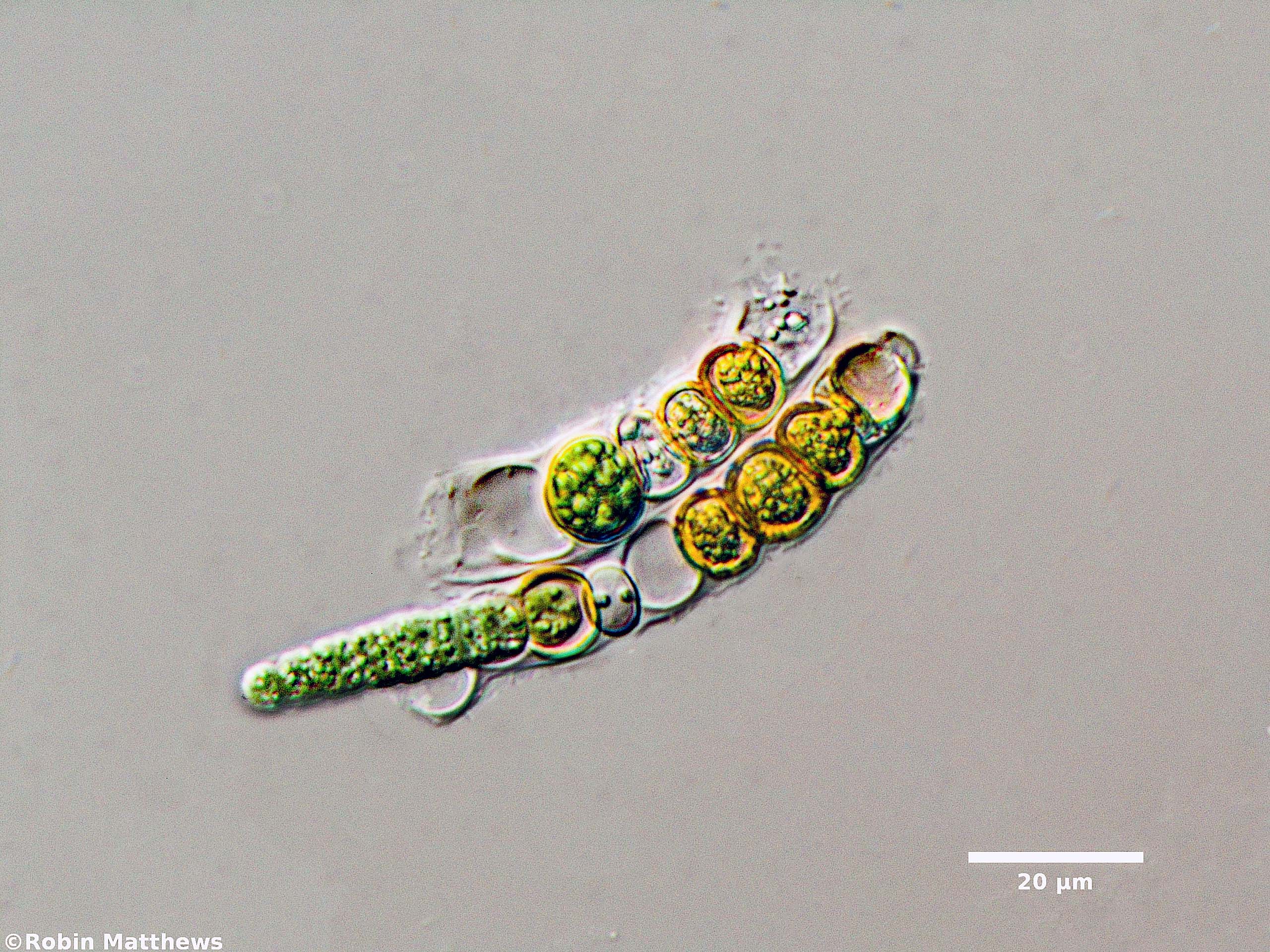 Cyanobacteria/Nostocales/Aphanizomenonaceae/Nodularia/sp/nodularia-588.jpg