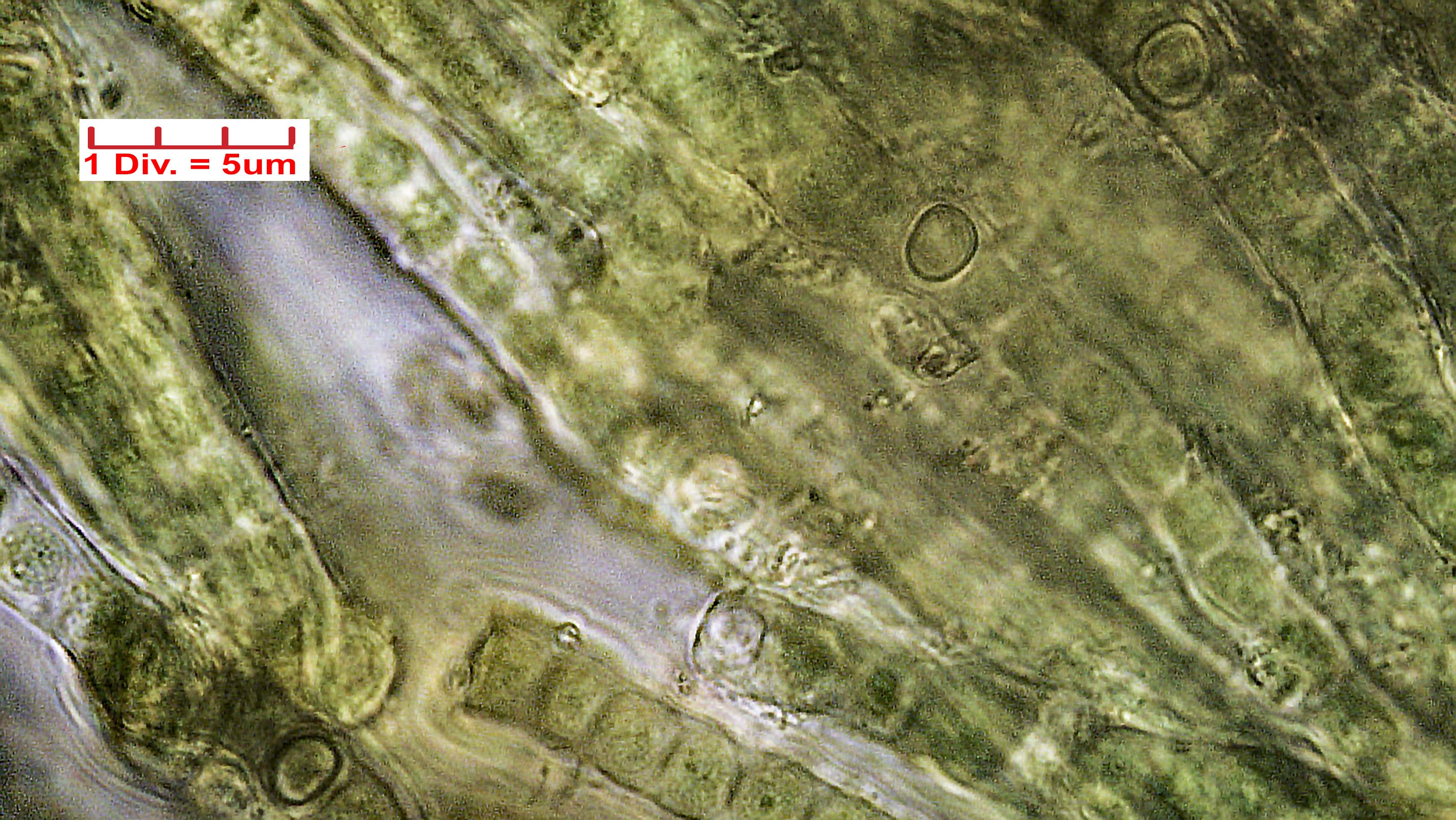 Cyanobacteria/Nostocales/Capsosiraceae/Capsosira/brebissonii/capsosira-brebissonii-516.jpg