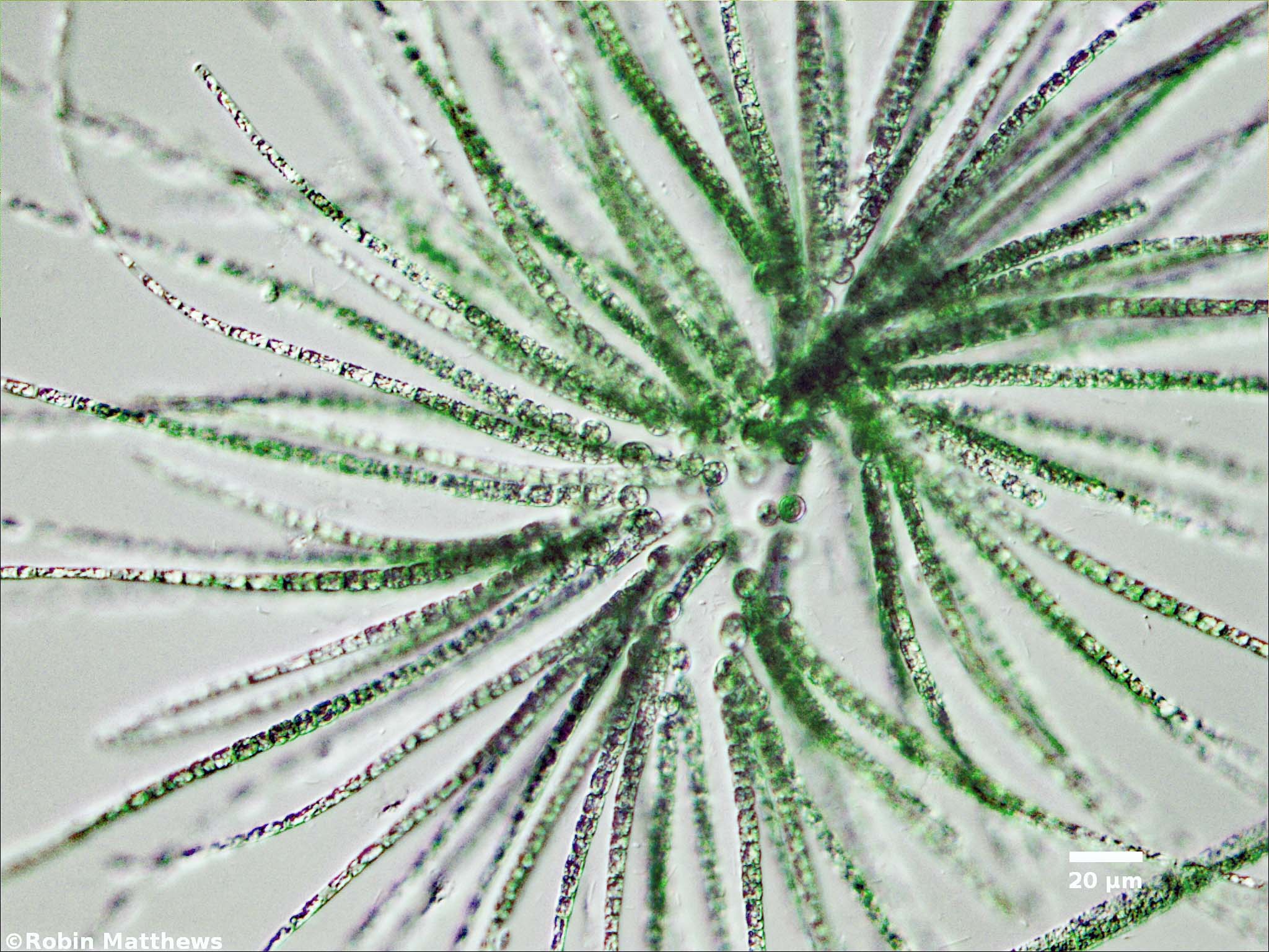 Cyanobacteria/Nostocales/Gloeotrichiaceae/Gloeotrichia/echinulata/gloeotrichia-echinulata-493.jpg