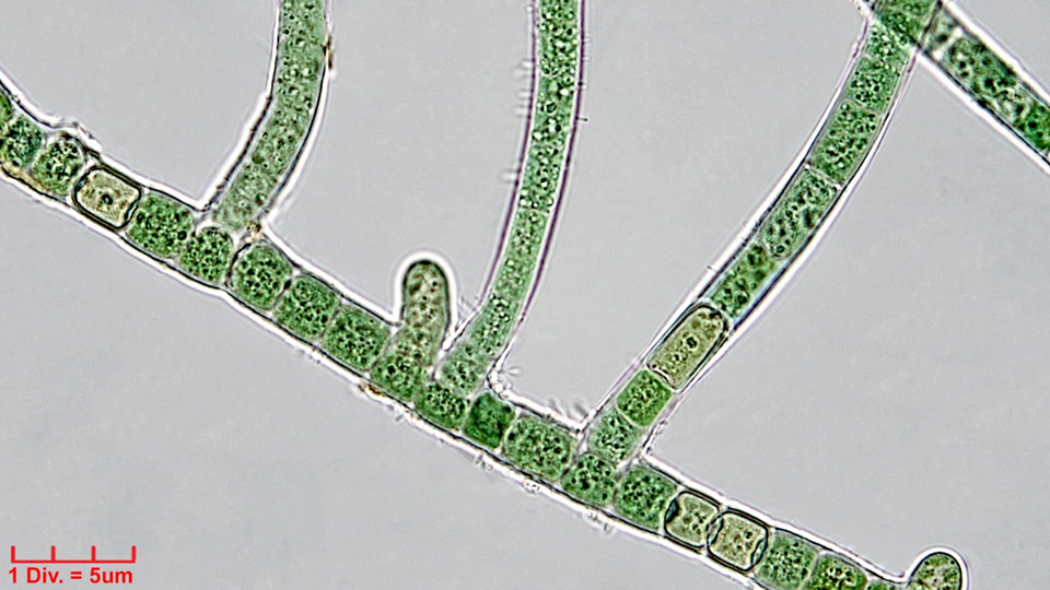 Cyanobacteria/Nostocales/Hapalosiphonaceae/Hapalosiphon/hibernicus/hapalosiphon-hibernicus-508.png