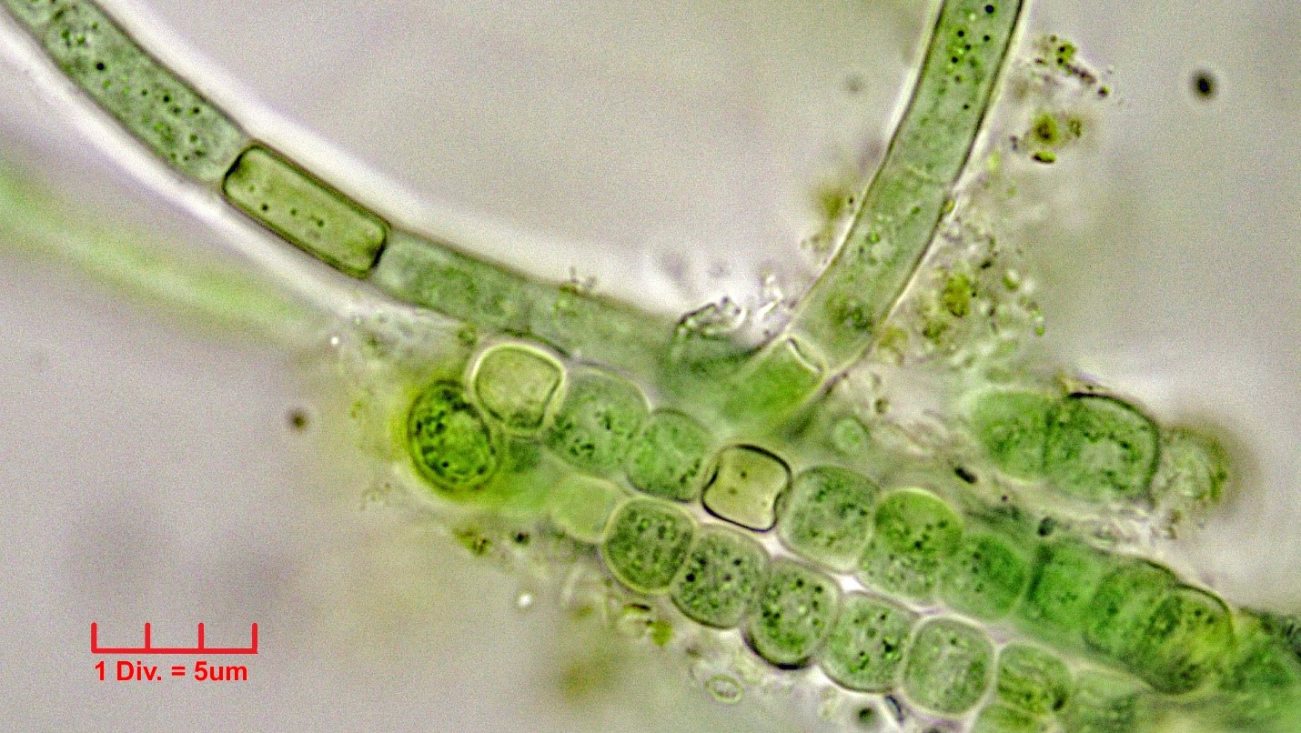 ././Cyanobacteria/Nostocales/Hapalosiphonaceae/Hapalosiphon/pumilus/hapalosiphon-pumilus-499.jpg