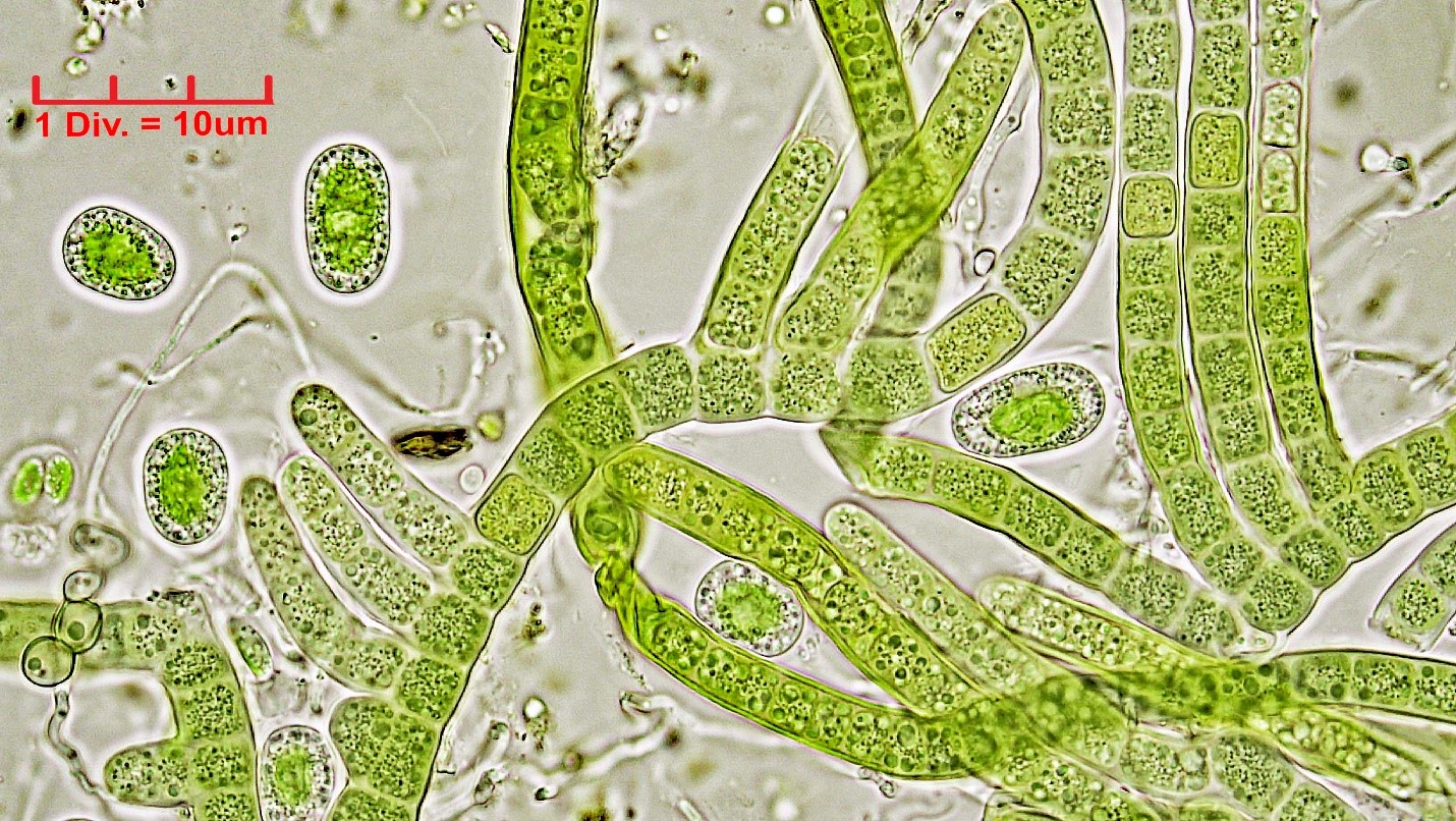 Cyanobacteria/Nostocales/Hapalosiphonaceae/Hapalosiphon/pumilus/hapalosiphon-pumilus-500.jpg