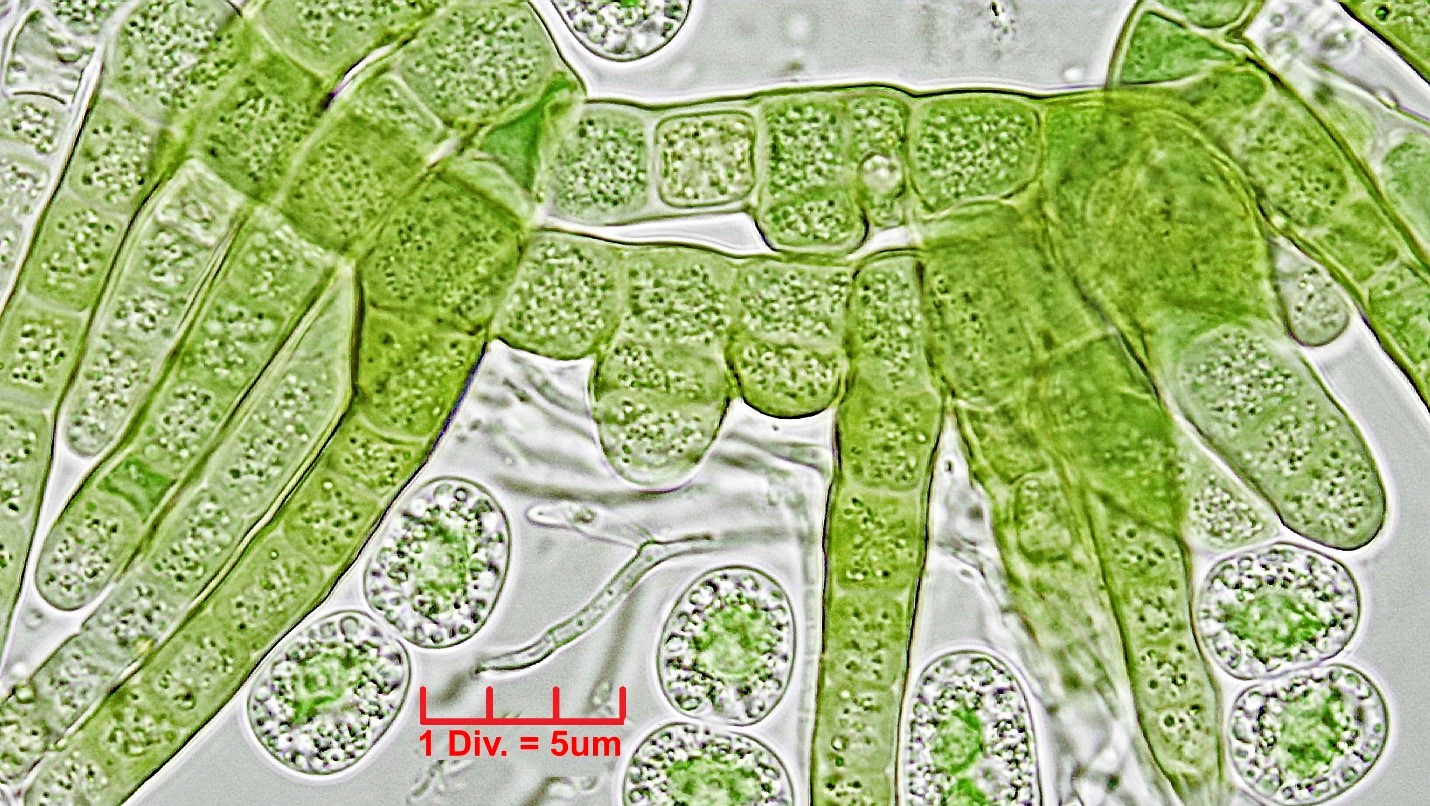 ./././Cyanobacteria/Nostocales/Hapalosiphonaceae/Hapalosiphon/pumilus/hapalosiphon-pumilus-502.jpg
