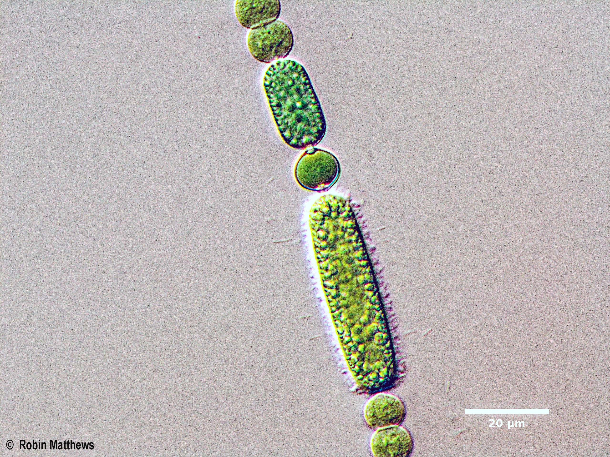 ././././Cyanobacteria/Nostocales/Nostocaceae/Anabaena/echinospora/anabaena-echinospora-621.jpg