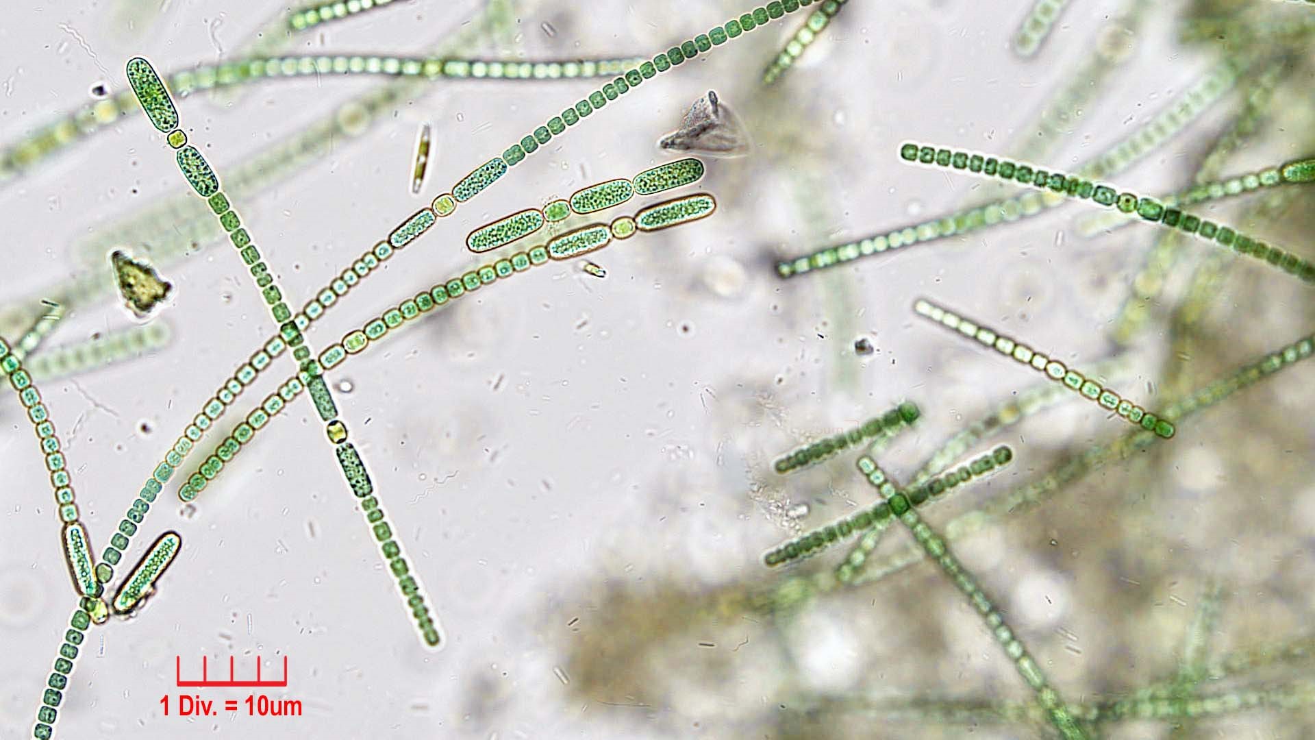 Cyanobacteria/Nostocales/Nostocaceae/Anabaena/oscillarioides/anabaena-oscillarioides-623.jpg
