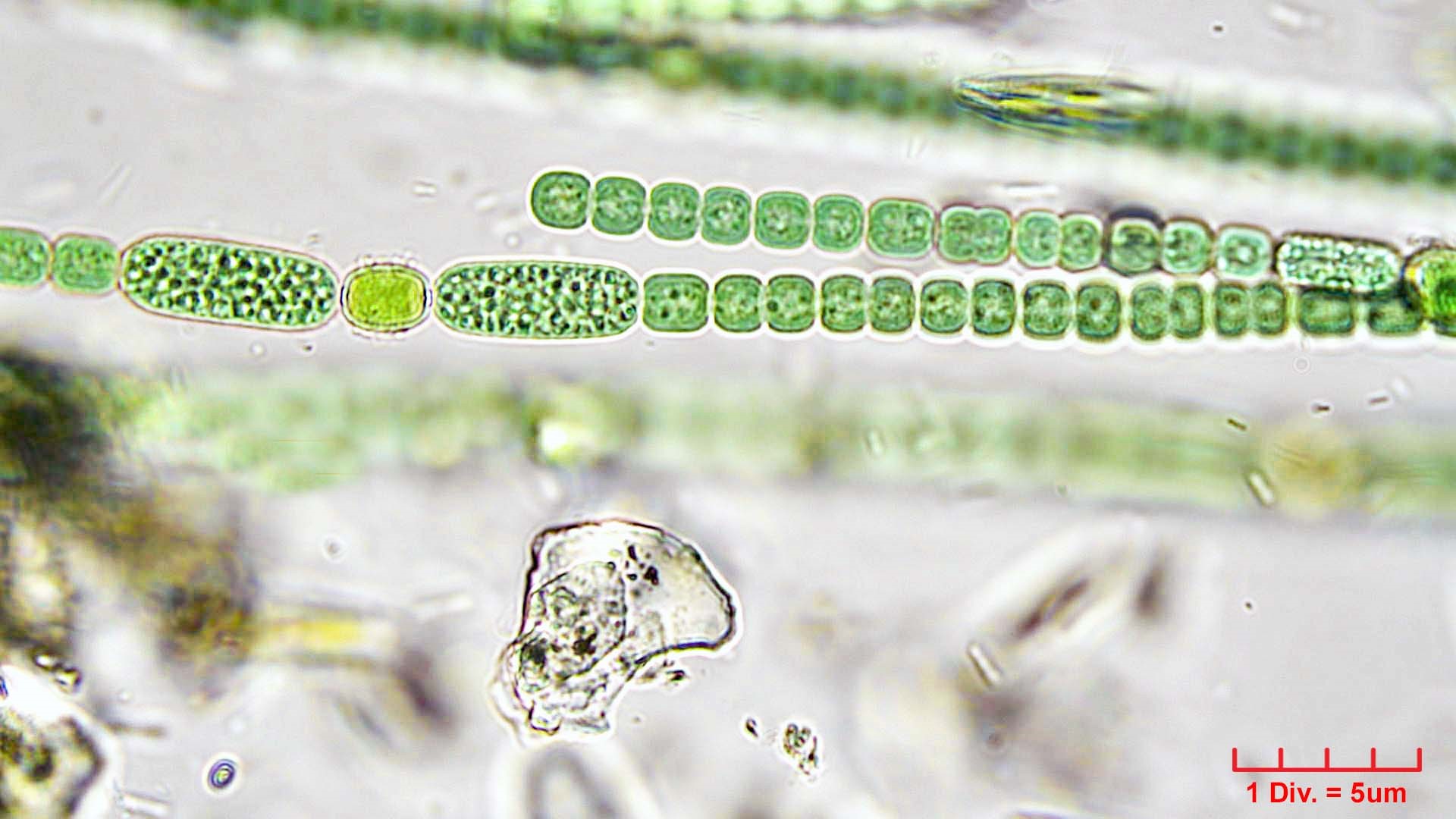 Cyanobacteria/Nostocales/Nostocaceae/Anabaena/oscillarioides/anabaena-oscillarioides-625.jpg