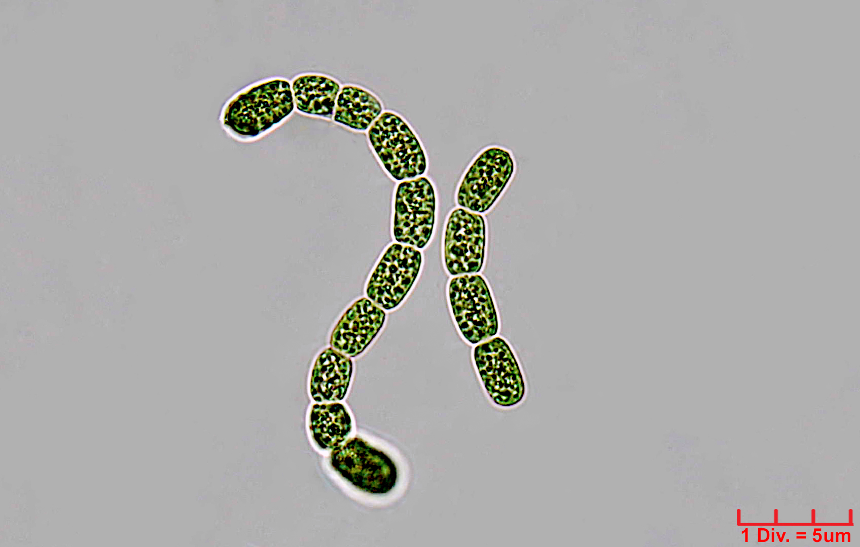 ././Cyanobacteria/Nostocales/Nostocaceae/Desmonostoc/muscorum/desmonostoc-muscorum-593.jpg