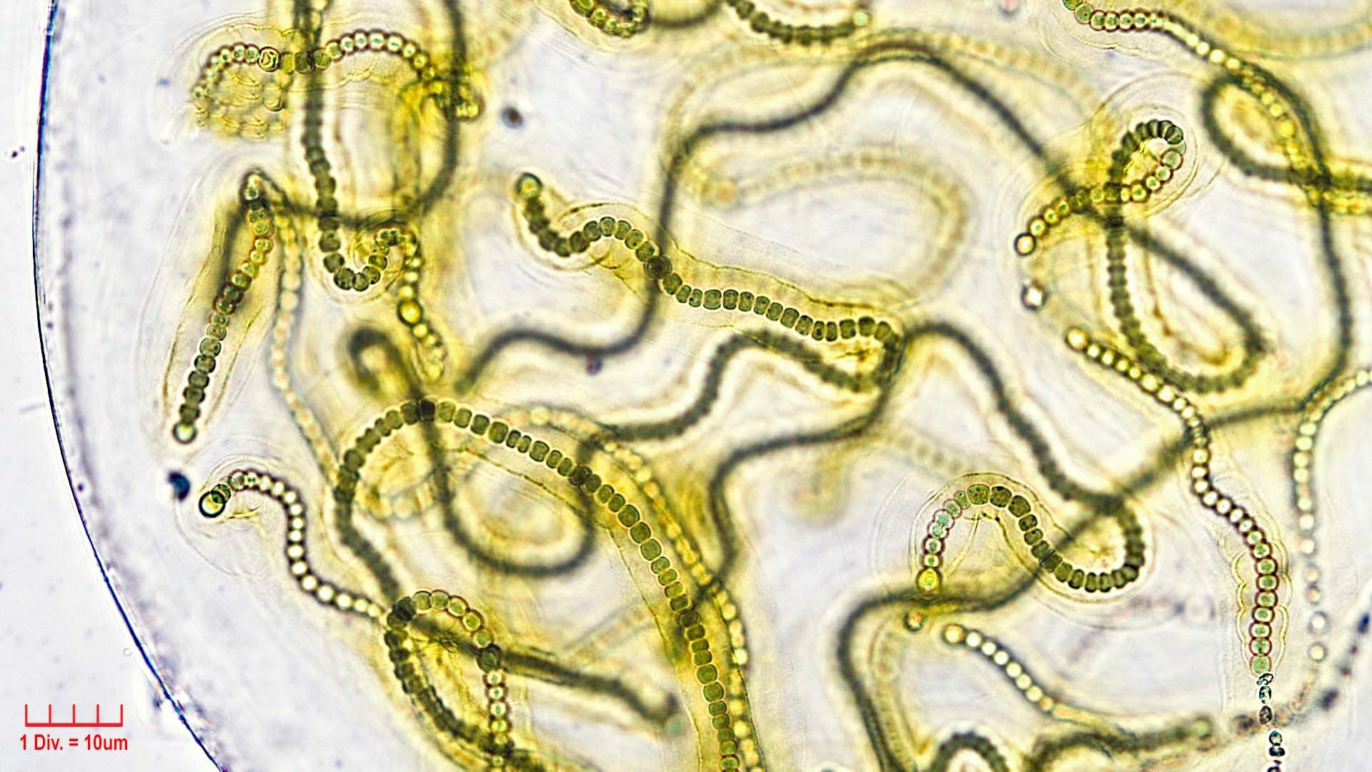 Cyanobacteria/Nostocales/Nostocaceae/Nostoc/microscopicum/nostoc-microscopicum-603.jpg
