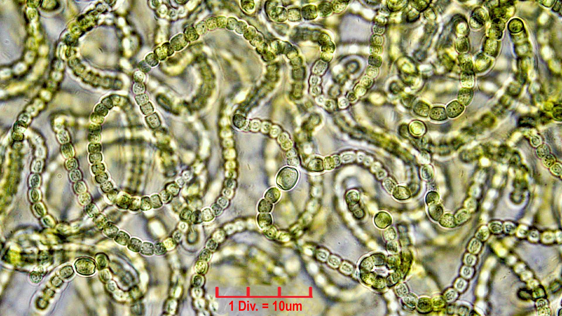 ./././Cyanobacteria/Nostocales/Nostocaceae/Nostoc/verrucosum/nostoc-verrucosum-610.jpg