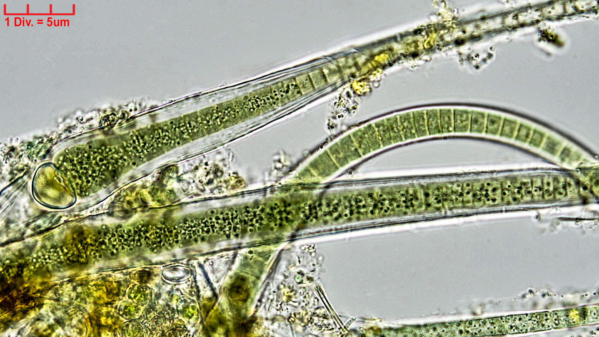 ././Cyanobacteria/Nostocales/Rivulariaceae/Calothrix/fusca/calothrix-fusca-434.jpg