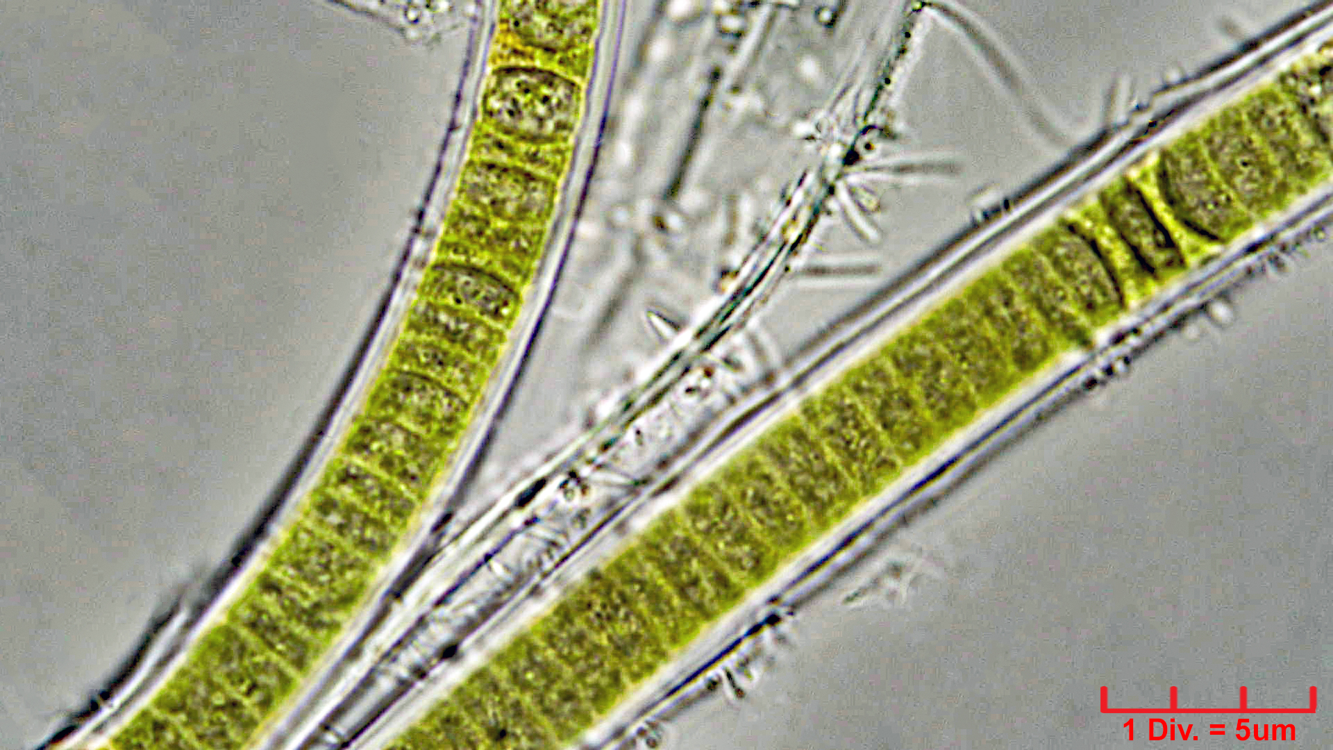 ././Cyanobacteria/Nostocales/Rivulariaceae/Calothrix/fusca/calothrix-fusca-435.jpg