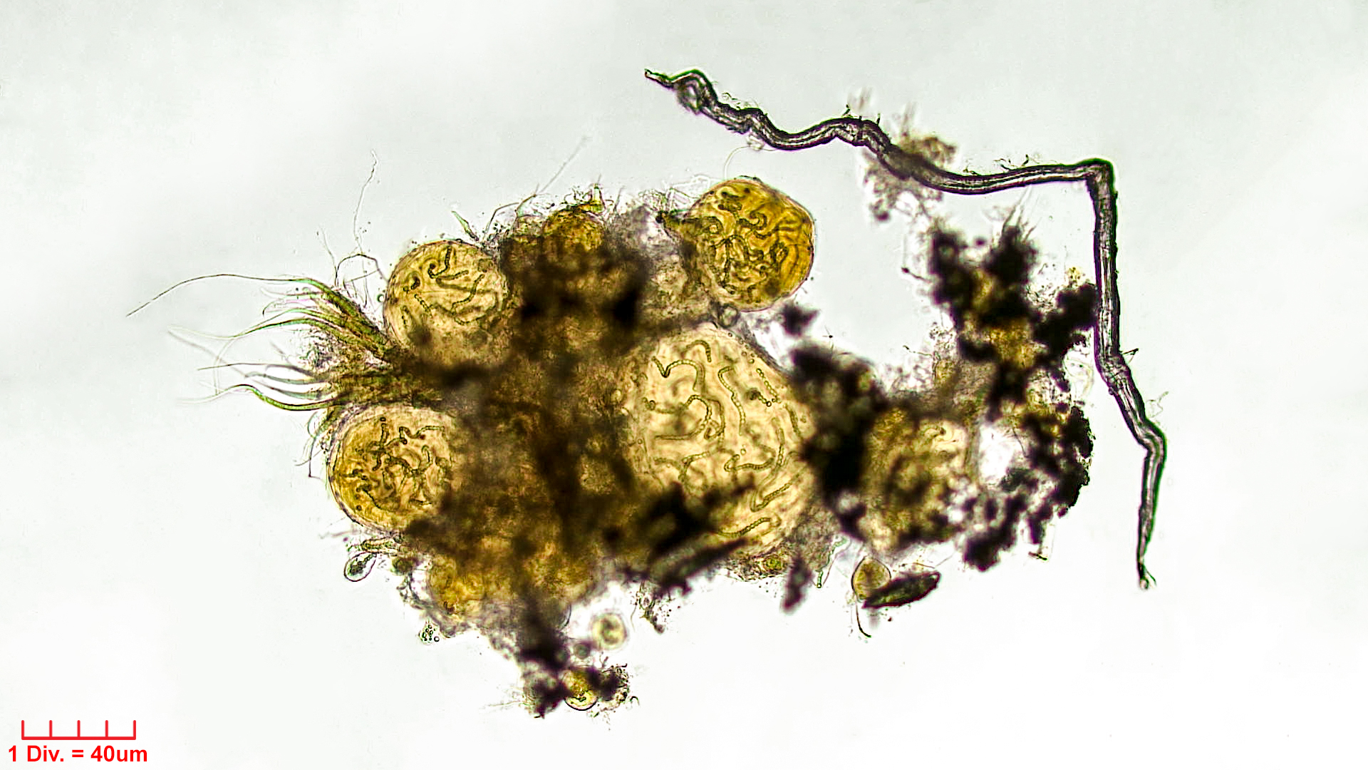 Cyanobacteria/Nostocales/Rivulariaceae/Dichothrix/gypsophila/dichothrix-gypsophila-455.jpg