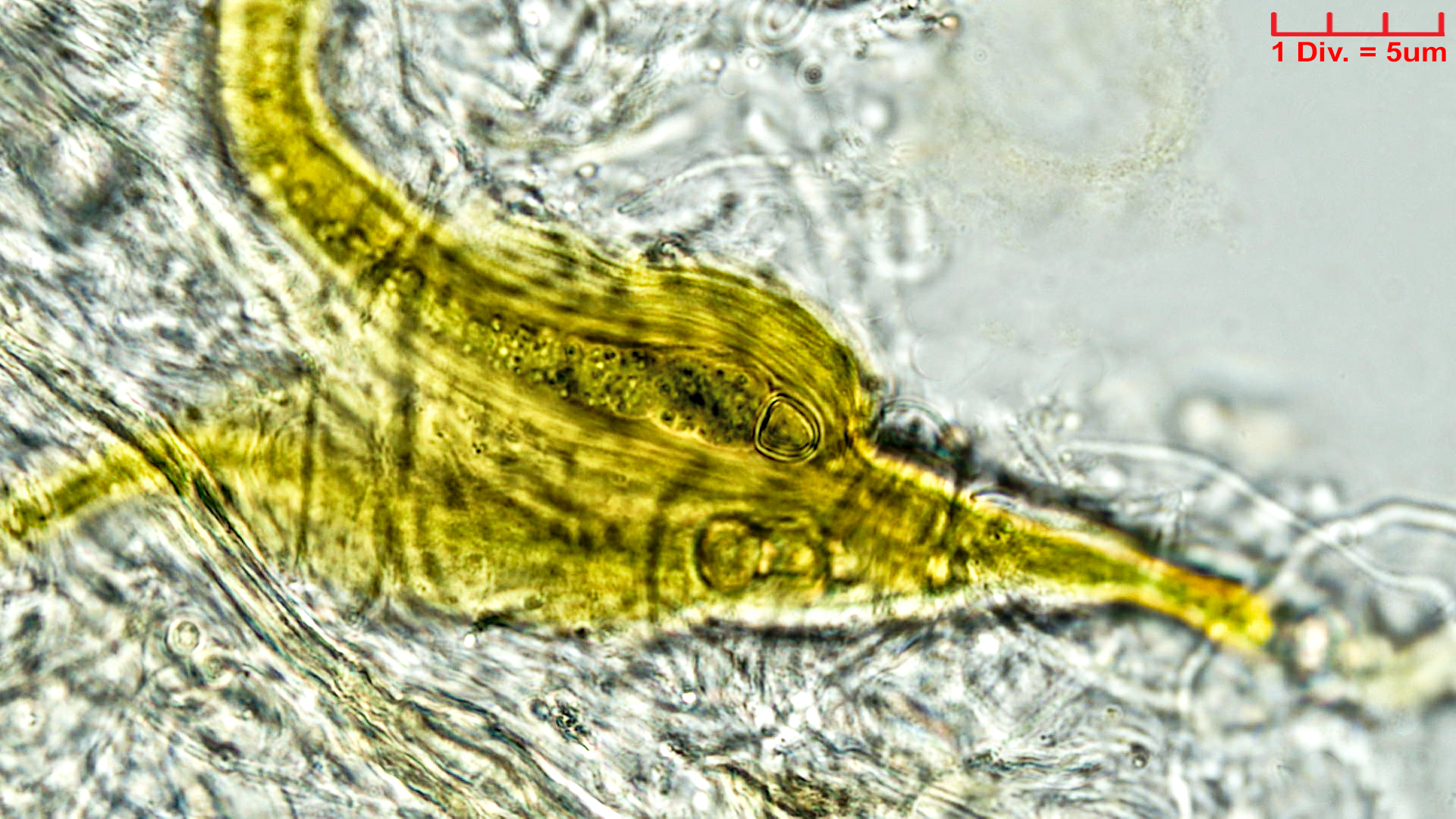 Cyanobacteria/Nostocales/Rivulariaceae/Dichothrix/gypsophila/dichothrix-gypsophila-459.jpg