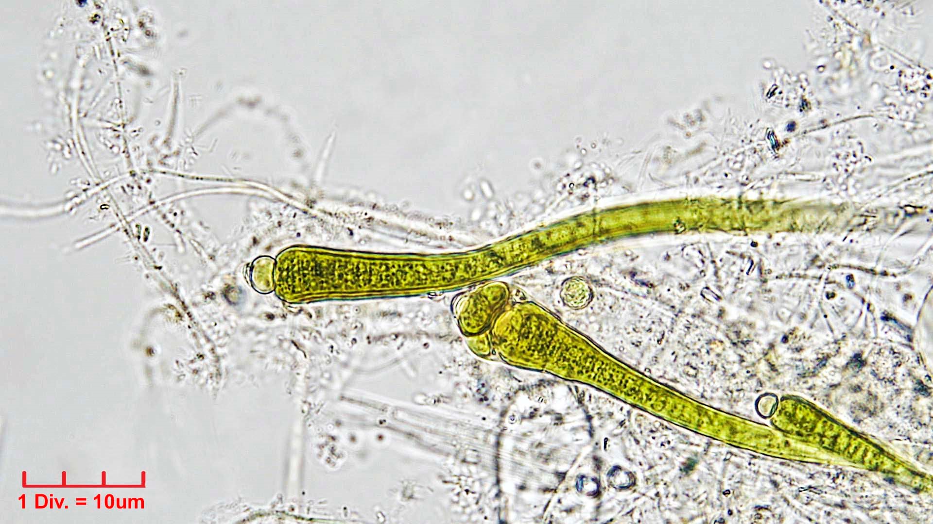 Cyanobacteria/Nostocales/Rivulariaceae/Isactis/fluviatilis_cf/isactis-fluviatilis-453.jpg