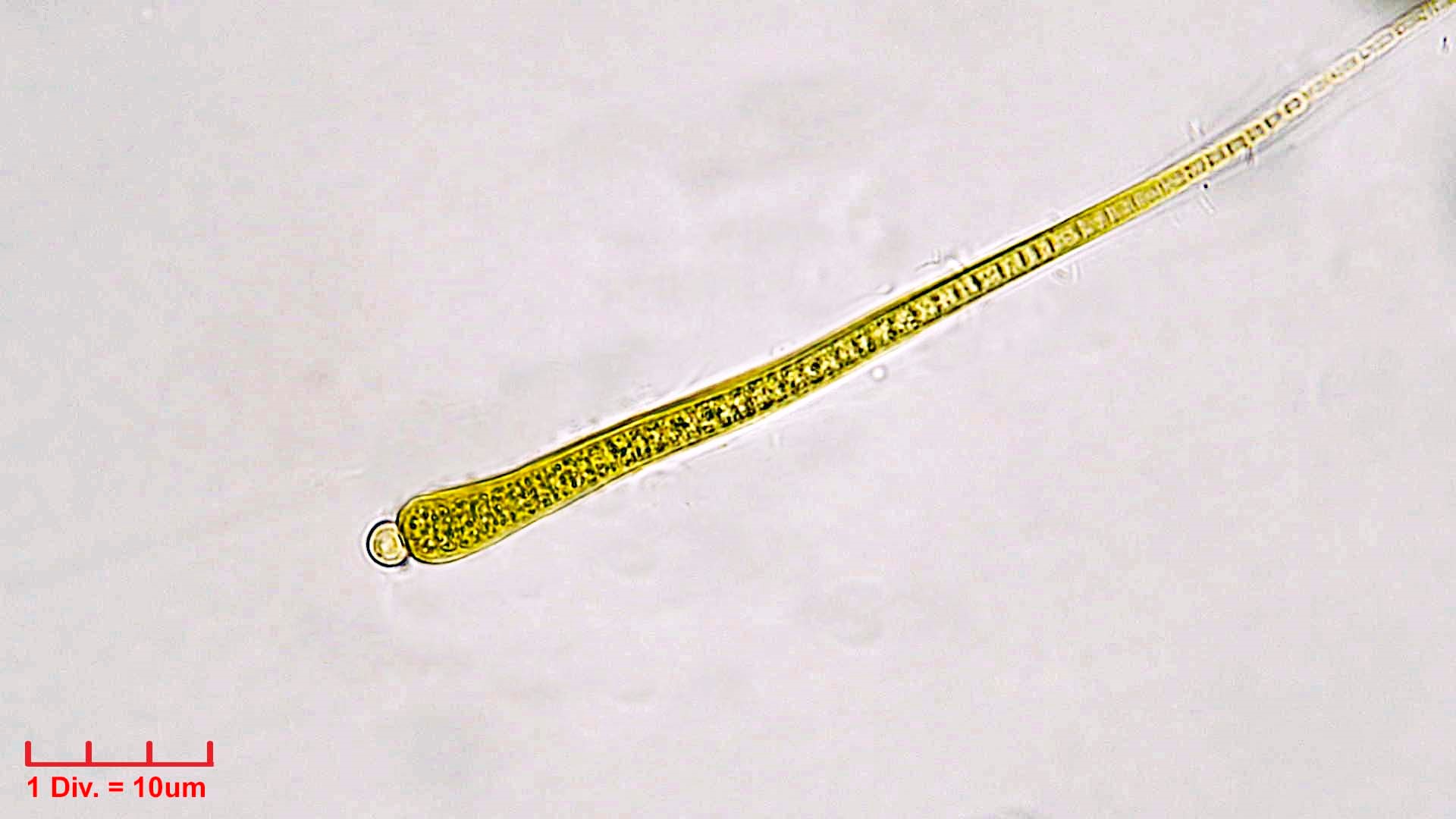 Cyanobacteria/Nostocales/Rivulariaceae/Isactis/fluviatilis_cf/isactis-fluviatilis-454.jpg