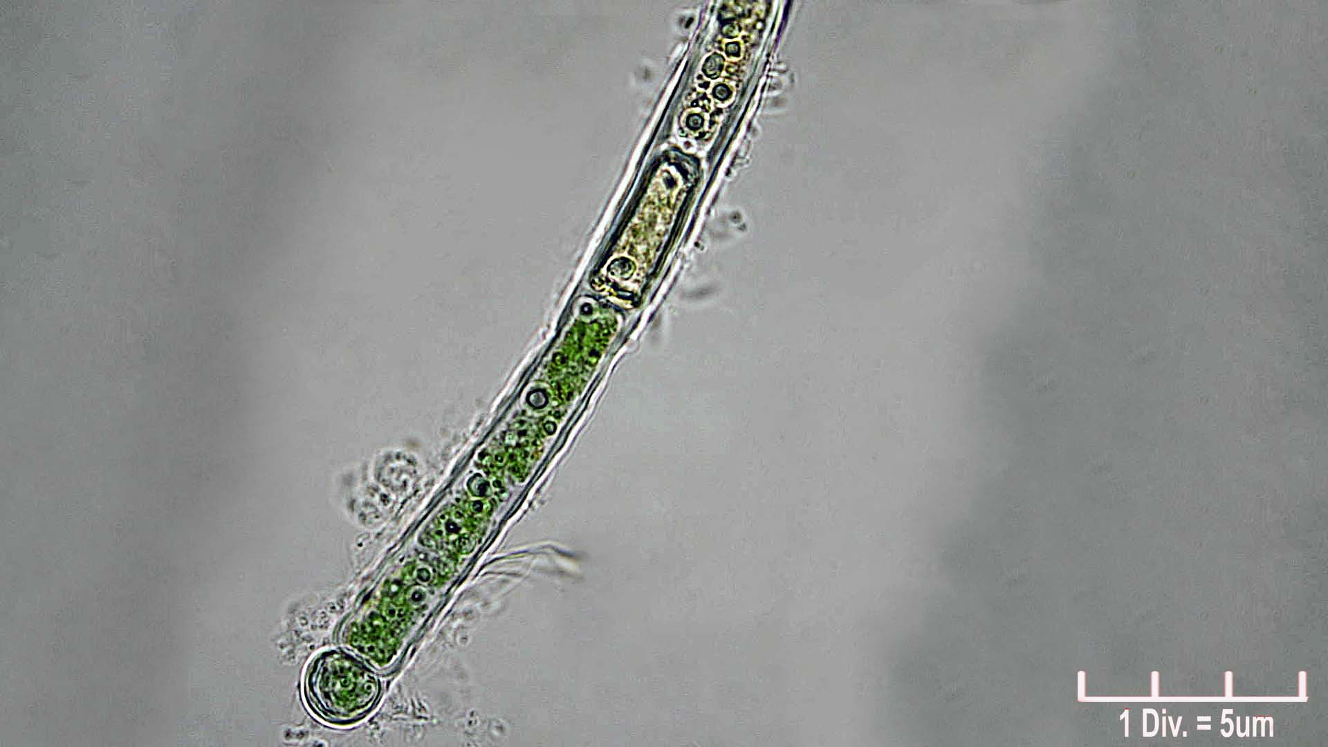 ././Cyanobacteria/Nostocales/Rivulariaceae/Microchaete/tenera/microchaete-tenera-480.jpg