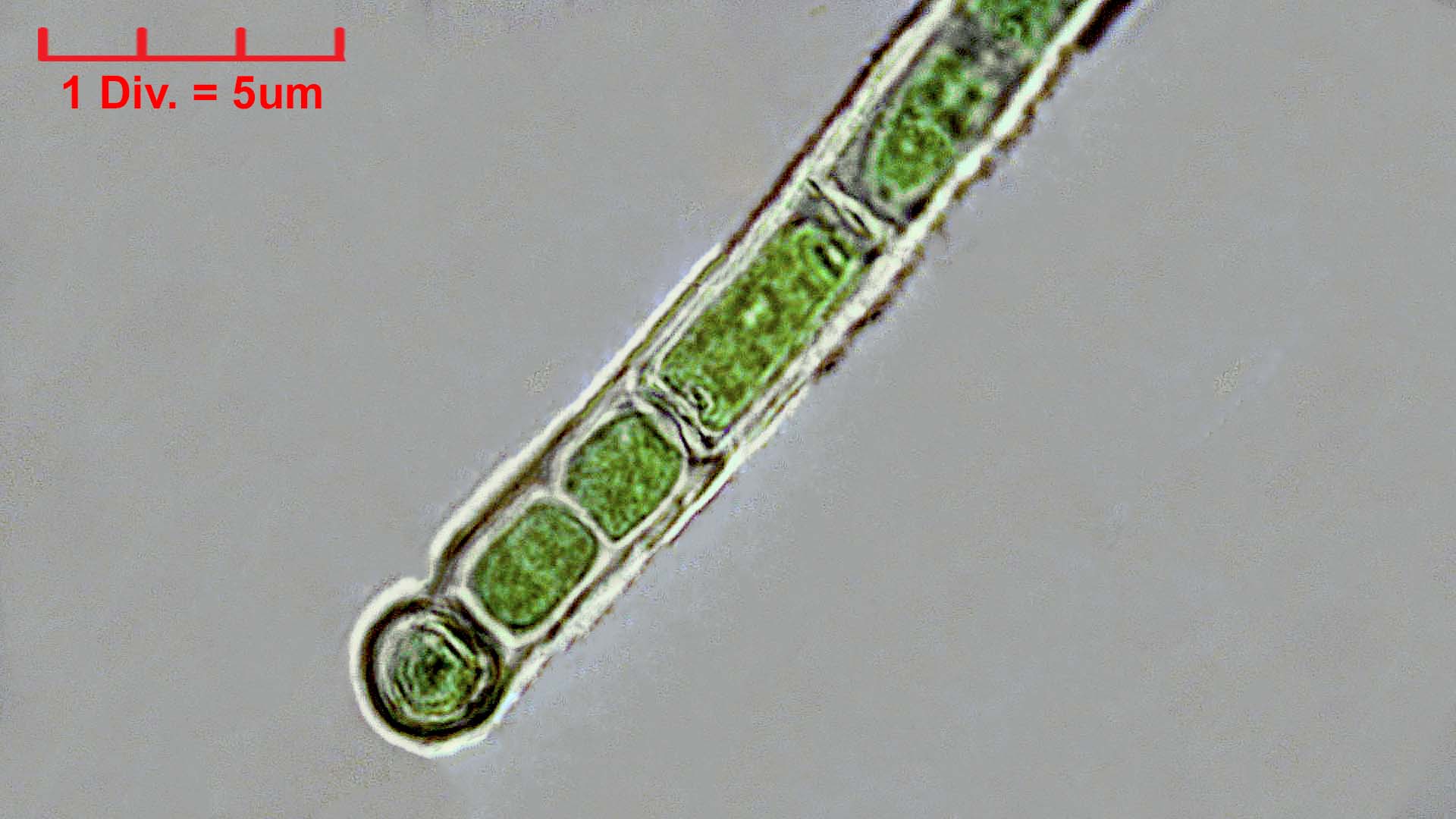 ./././Cyanobacteria/Nostocales/Rivulariaceae/Microchaete/tenera/microchaete-tenera-481.jpg
