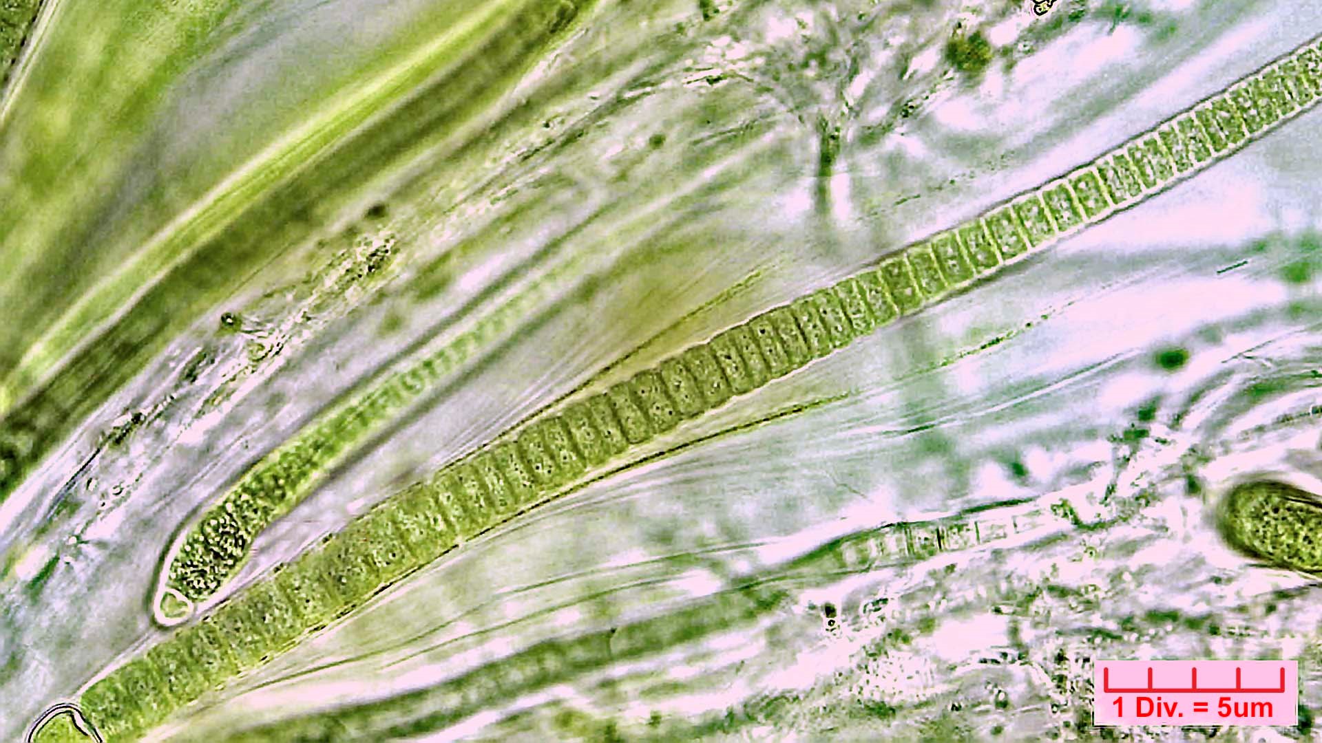 ./././Cyanobacteria/Nostocales/Rivulariaceae/Rivularia/minutula/rivularia-minutula-473.jpg