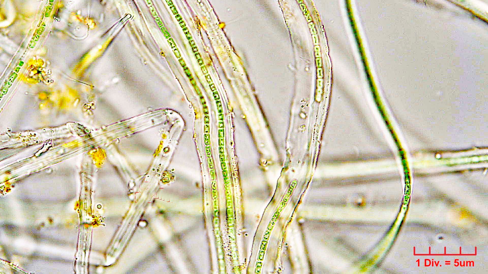Cyanobacteria/Nostocales/Rivulariaceae/Rivularia/minutula/rivularia-minutula-474.jpg