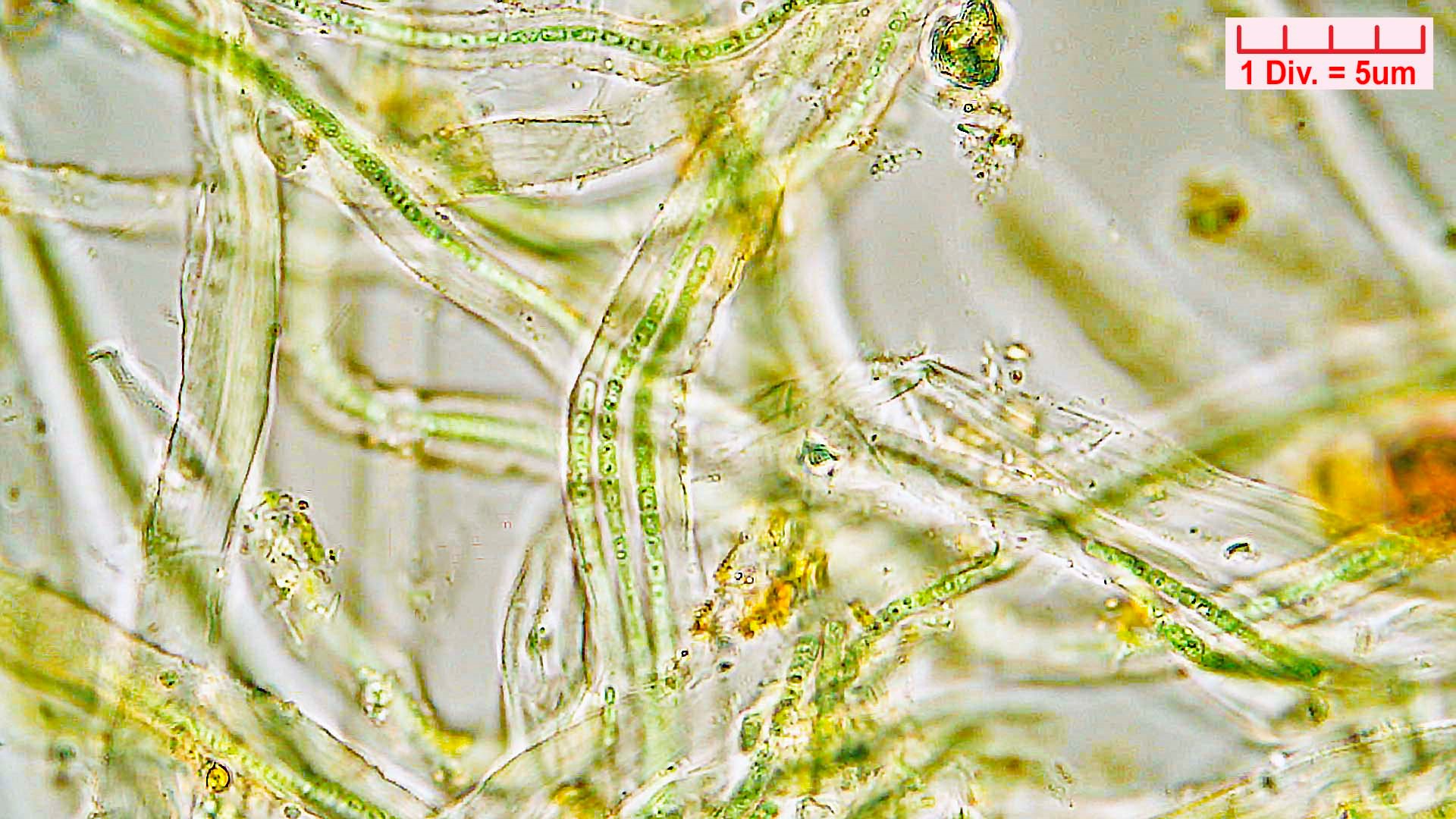 ././Cyanobacteria/Nostocales/Rivulariaceae/Rivularia/minutula/rivularia-minutula-475.jpg
