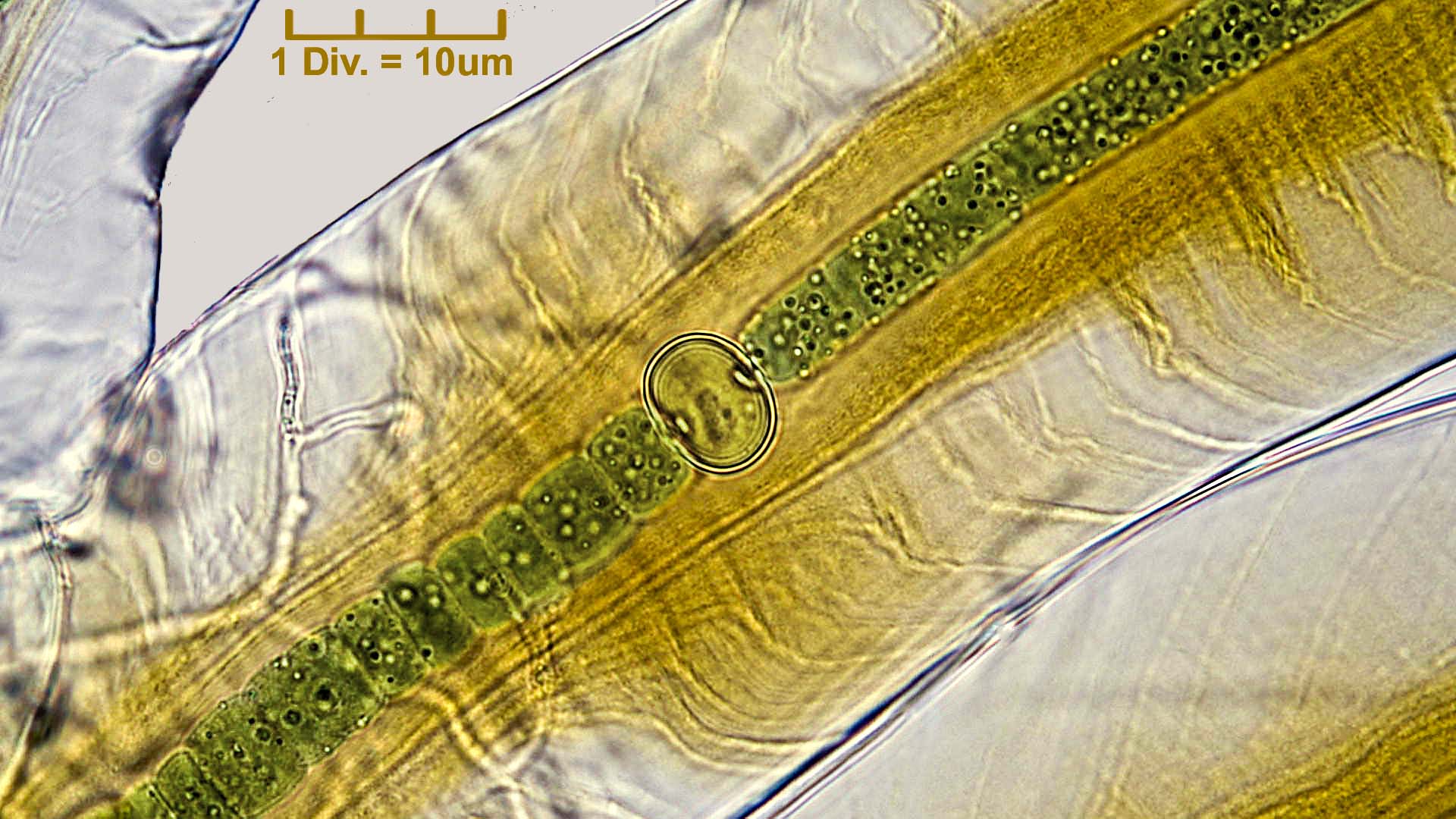 ./Cyanobacteria/Nostocales/Scytonemataceae/Petalonema/alatum/petalonema-alatum-407.jpg