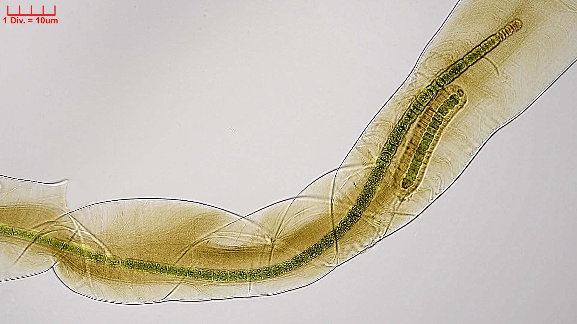 ././Cyanobacteria/Nostocales/Scytonemataceae/Petalonema/alatum/petalonema-alatum-410.jpg