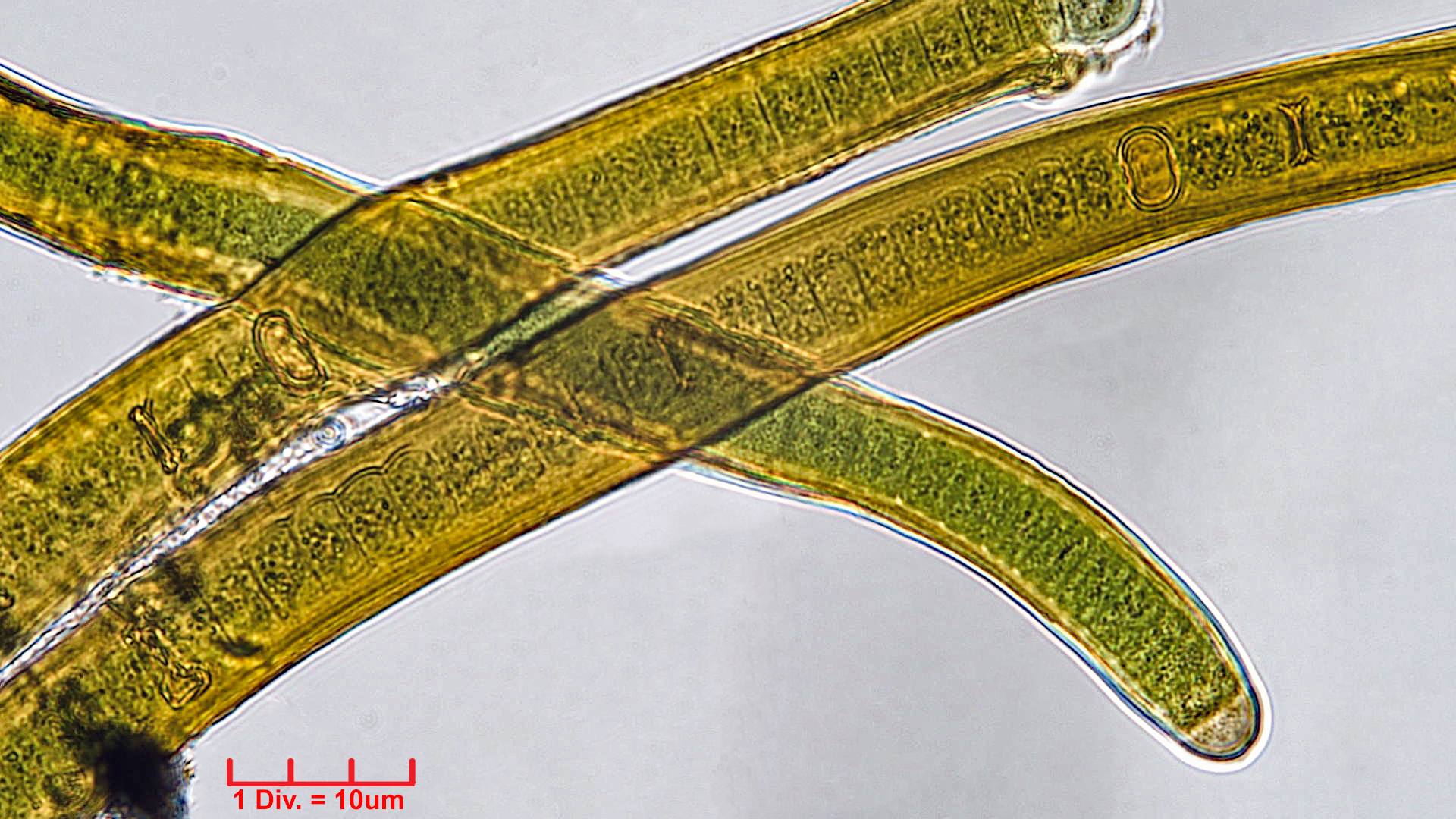 Cyanobacteria/Nostocales/Scytonemataceae/Scytonema/crispum/scytonema-crispum-346.jpg