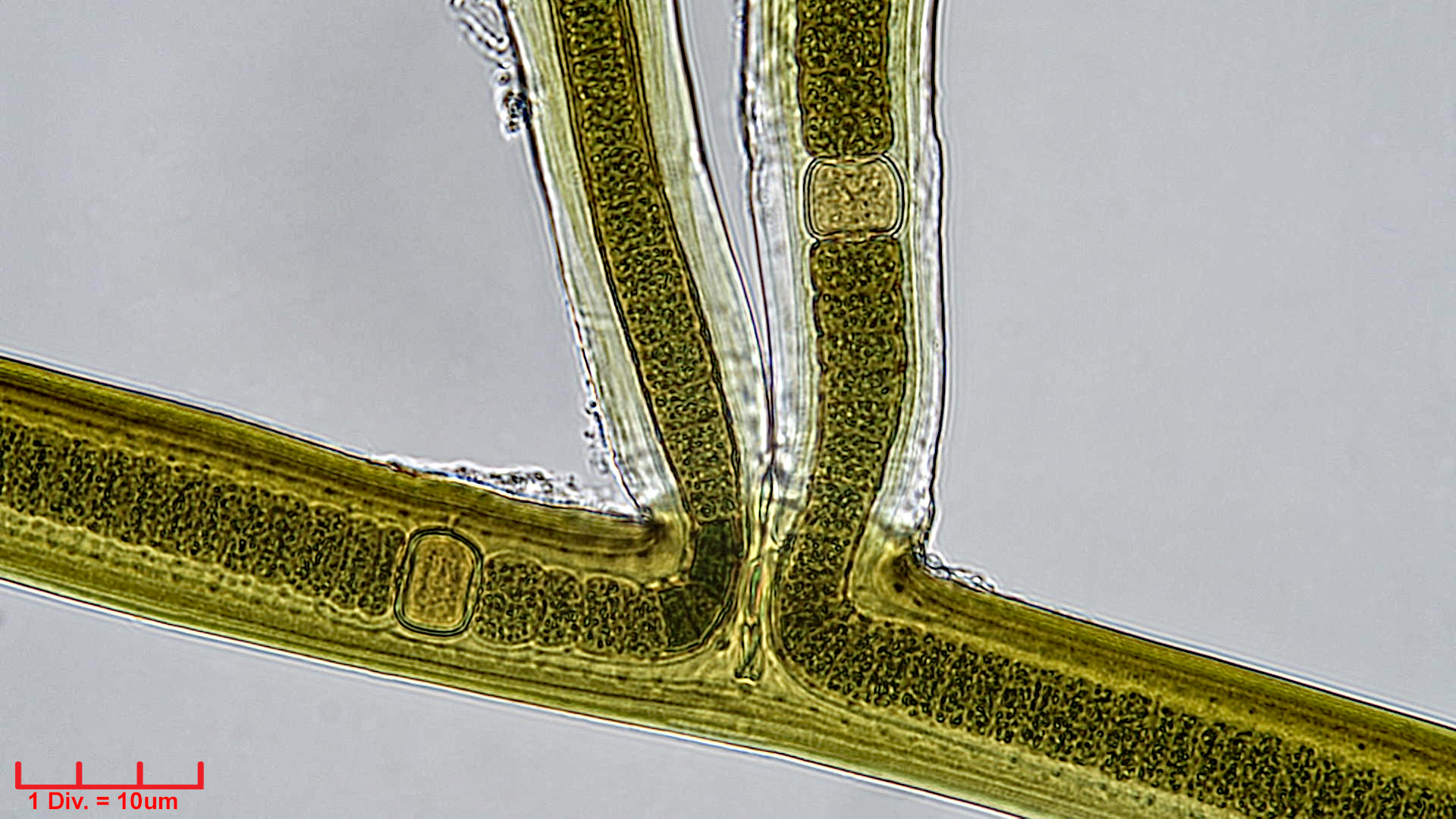 Cyanobacteria/Nostocales/Scytonemataceae/Scytonema/crispum/scytonema-crispum-351.jpg