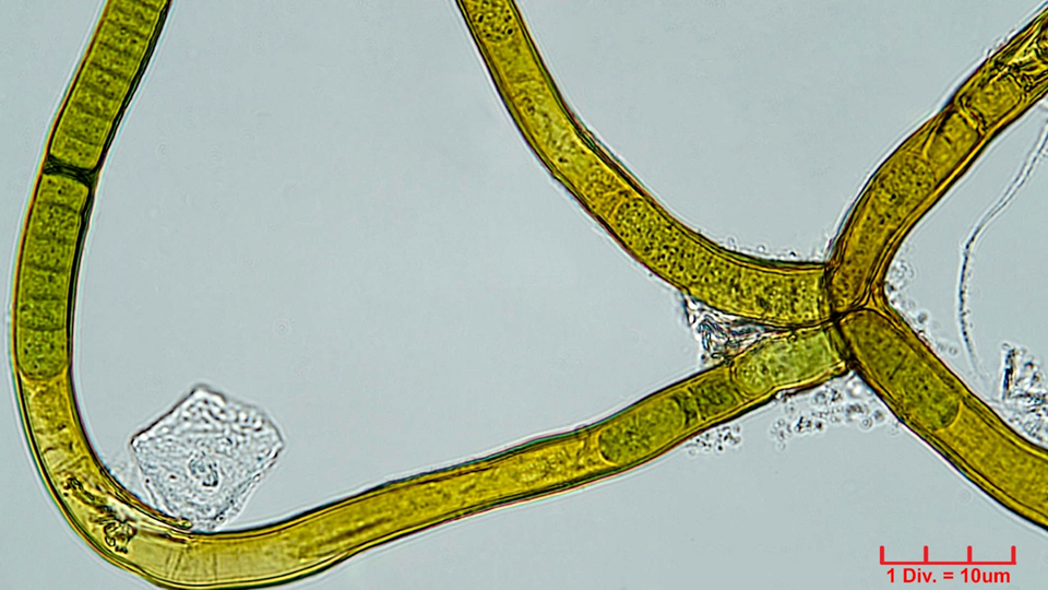 Cyanobacteria/Nostocales/Scytonemataceae/Scytonema/hofmannii/scytonema-hofmannii-394.png